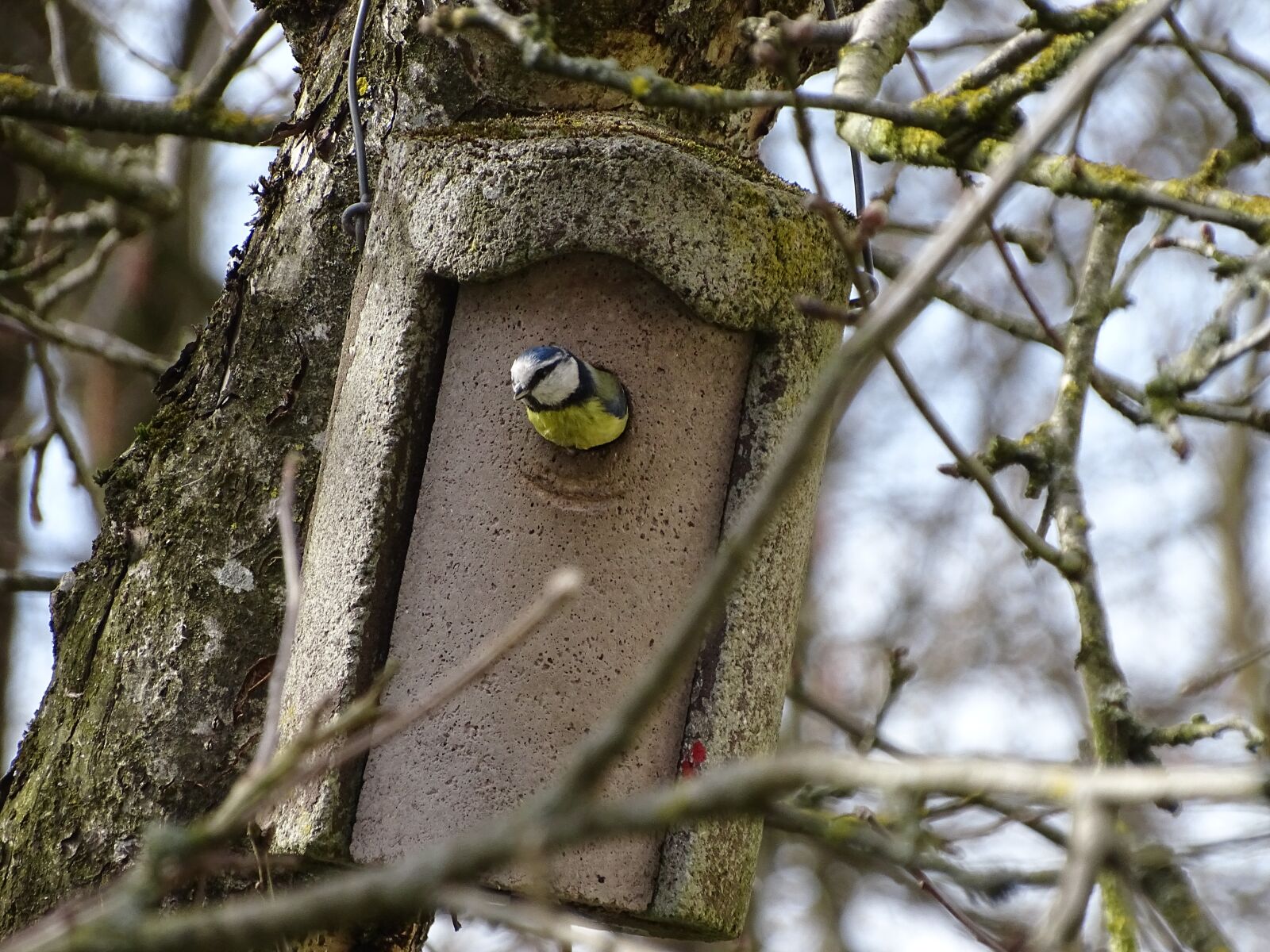 Sony Cyber-shot DSC-HX400V sample photo. Blue tit, nest building photography