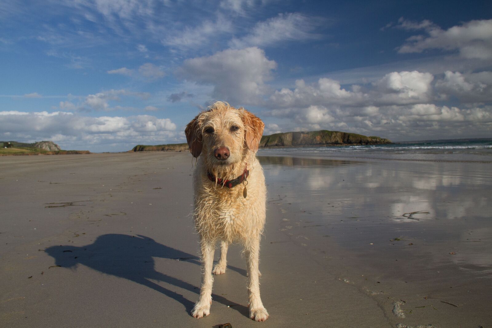 Canon EF-S 18-200mm F3.5-5.6 IS sample photo. Beach, dog, ocean photography