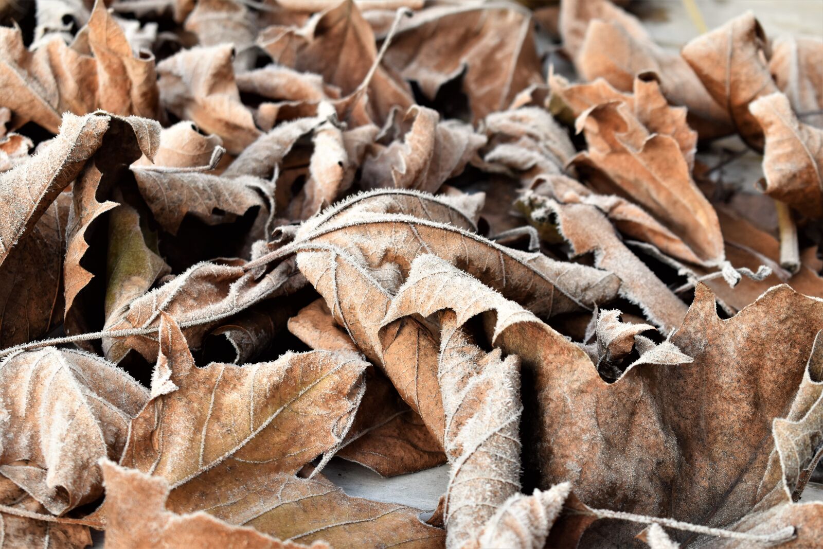 Nikon D5500 sample photo. Leaves, autumn, winter photography