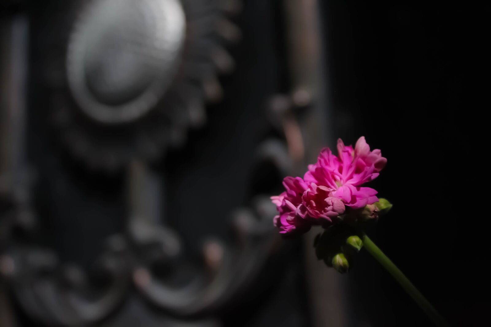 Canon EOS 1300D (EOS Rebel T6 / EOS Kiss X80) sample photo. Rose, canon, libya photography