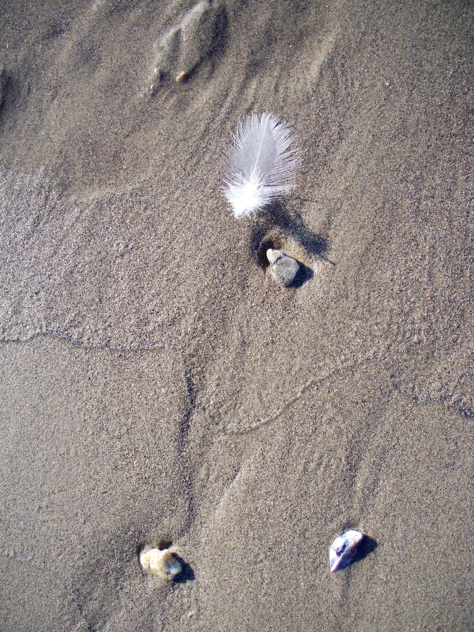 Kodak EASYSHARE Z1485 IS DIGITAL CAMERA sample photo. Sand, beach, feather photography