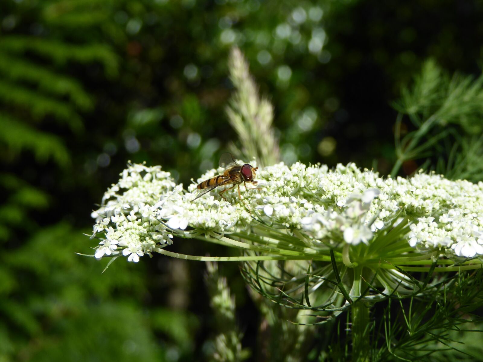 Panasonic DMC-TZ61 sample photo. Insect, fly, bee photography