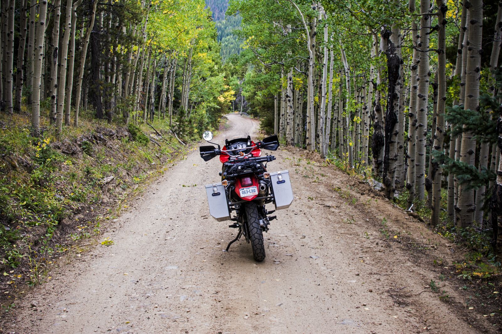 Nikon D7100 sample photo. Adventure, aspen, aspen trees photography