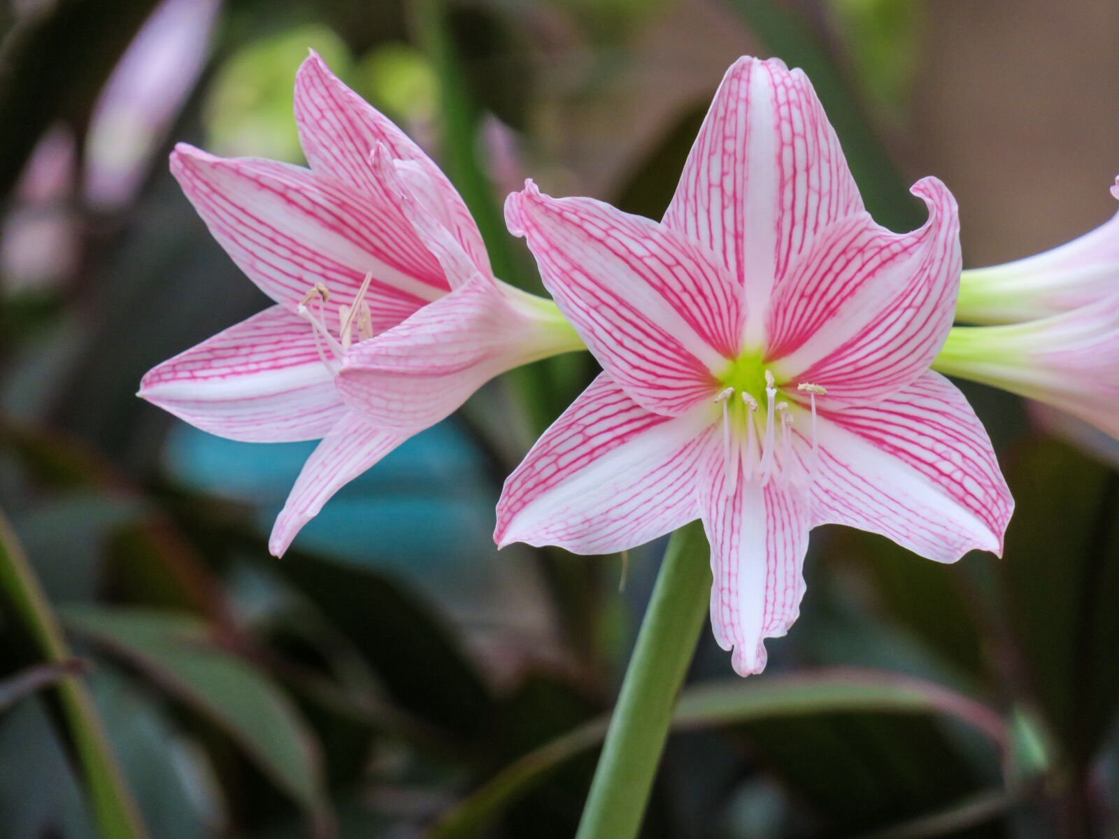 Canon PowerShot G3 X sample photo. Hong kong, amaryllis, plant photography