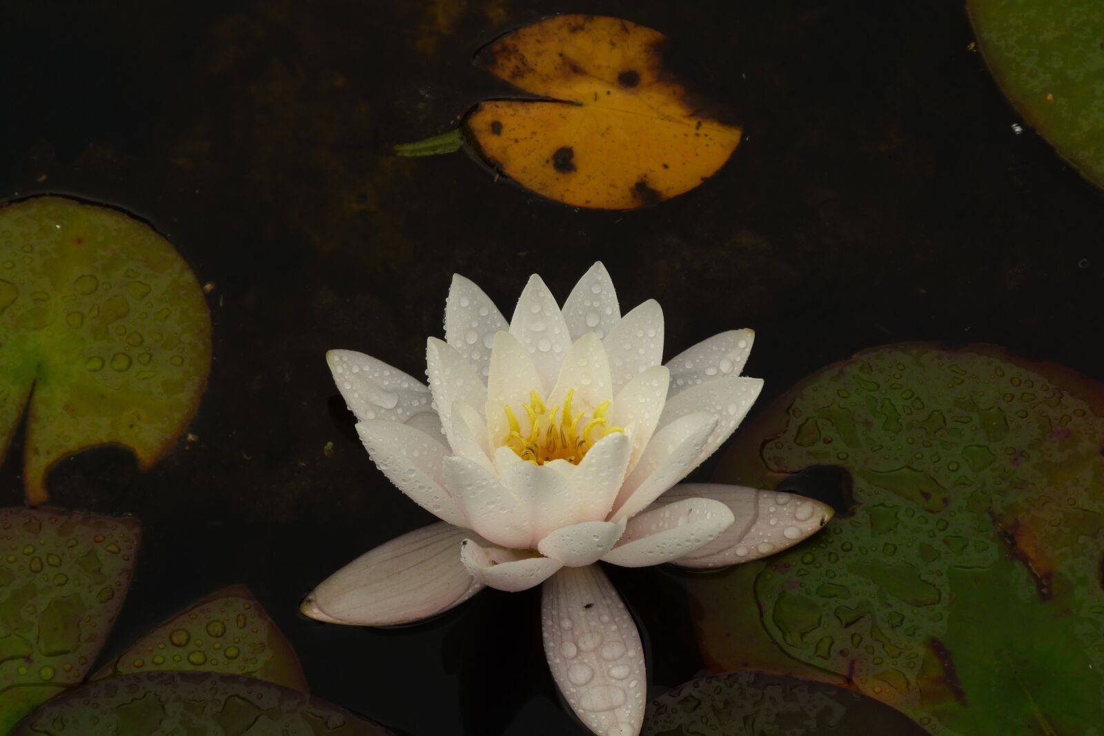 Panasonic Lumix DMC-FZ40 (Lumix DMC-FZ45) sample photo. Water lilly, white, pond photography