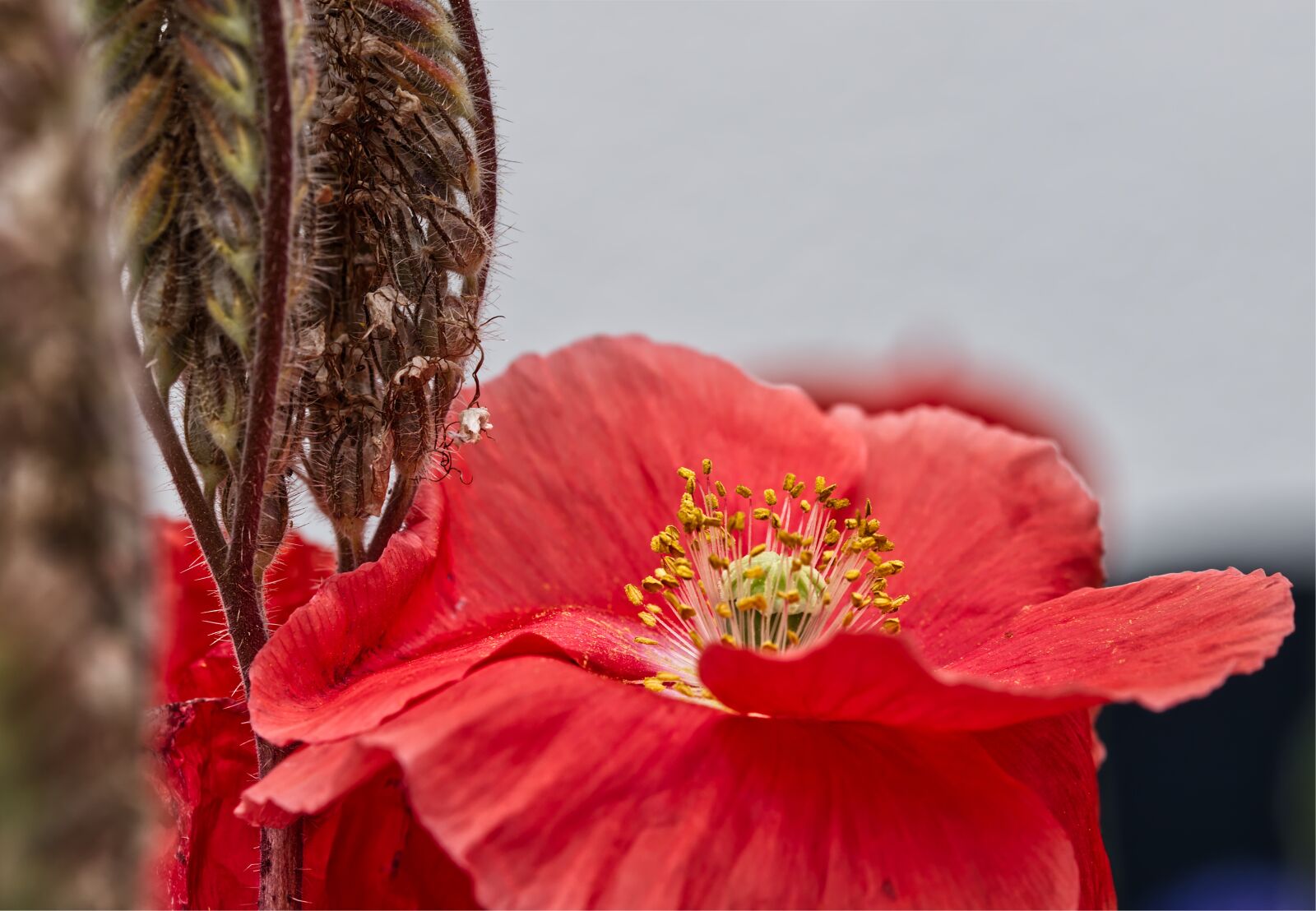 Nikon D5500 sample photo. Flower, blossom, bloom photography