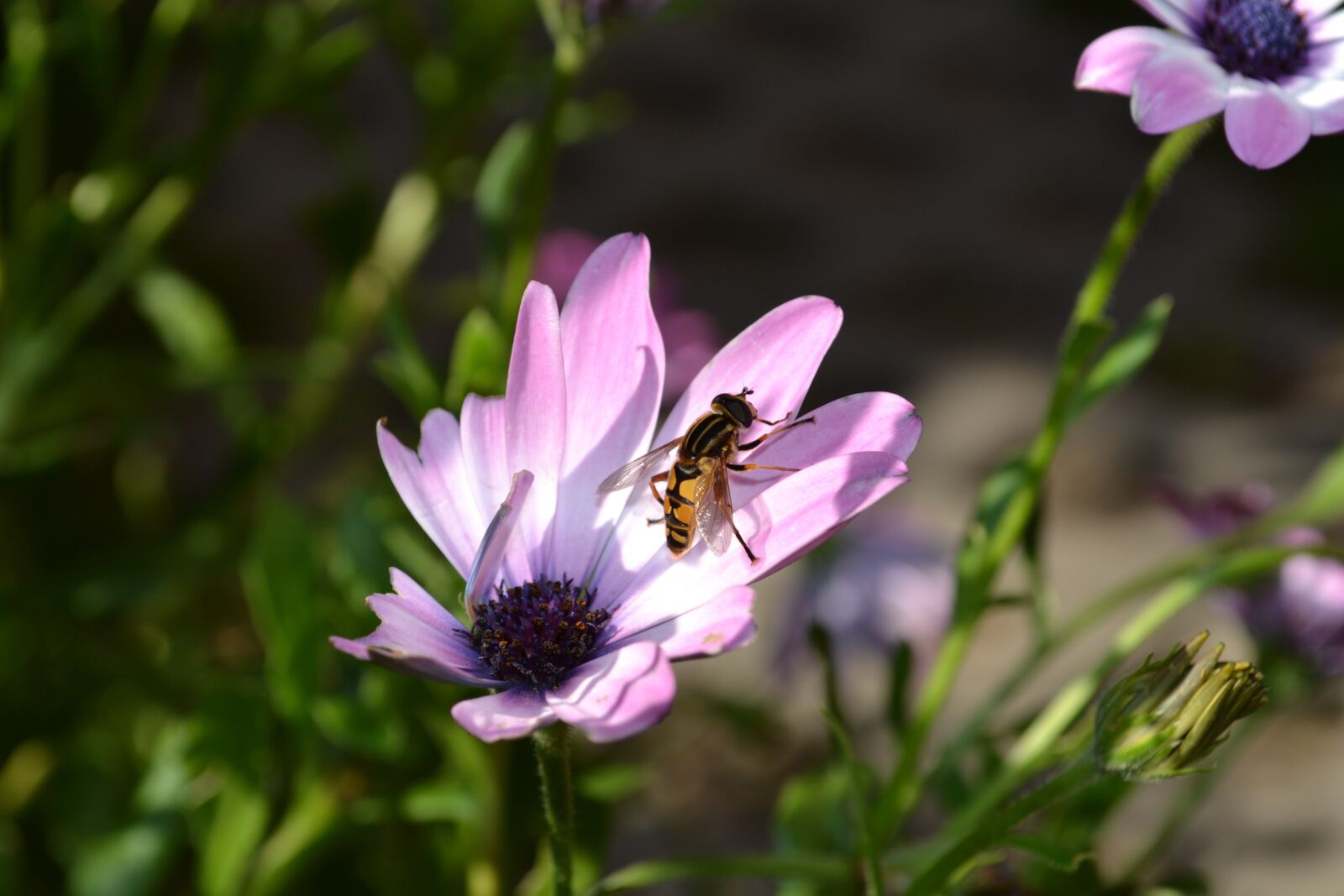 Nikon D3100 sample photo. Flower, nature, plant photography