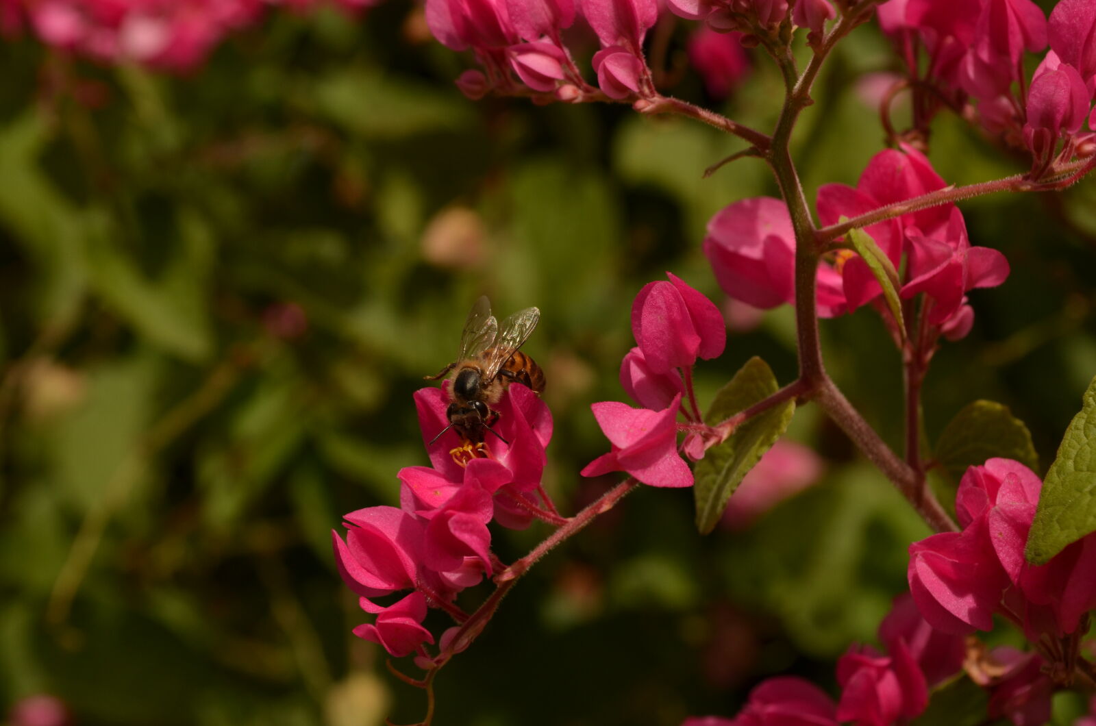 Nikon D5100 sample photo