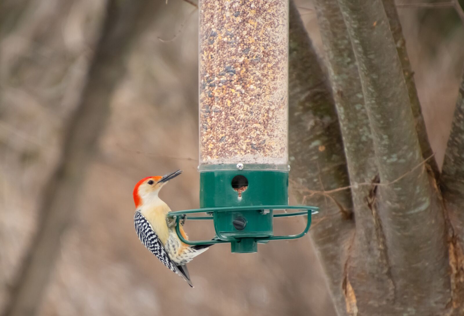 Nikon D500 sample photo. Bird feeder, backyard, birdwatching photography