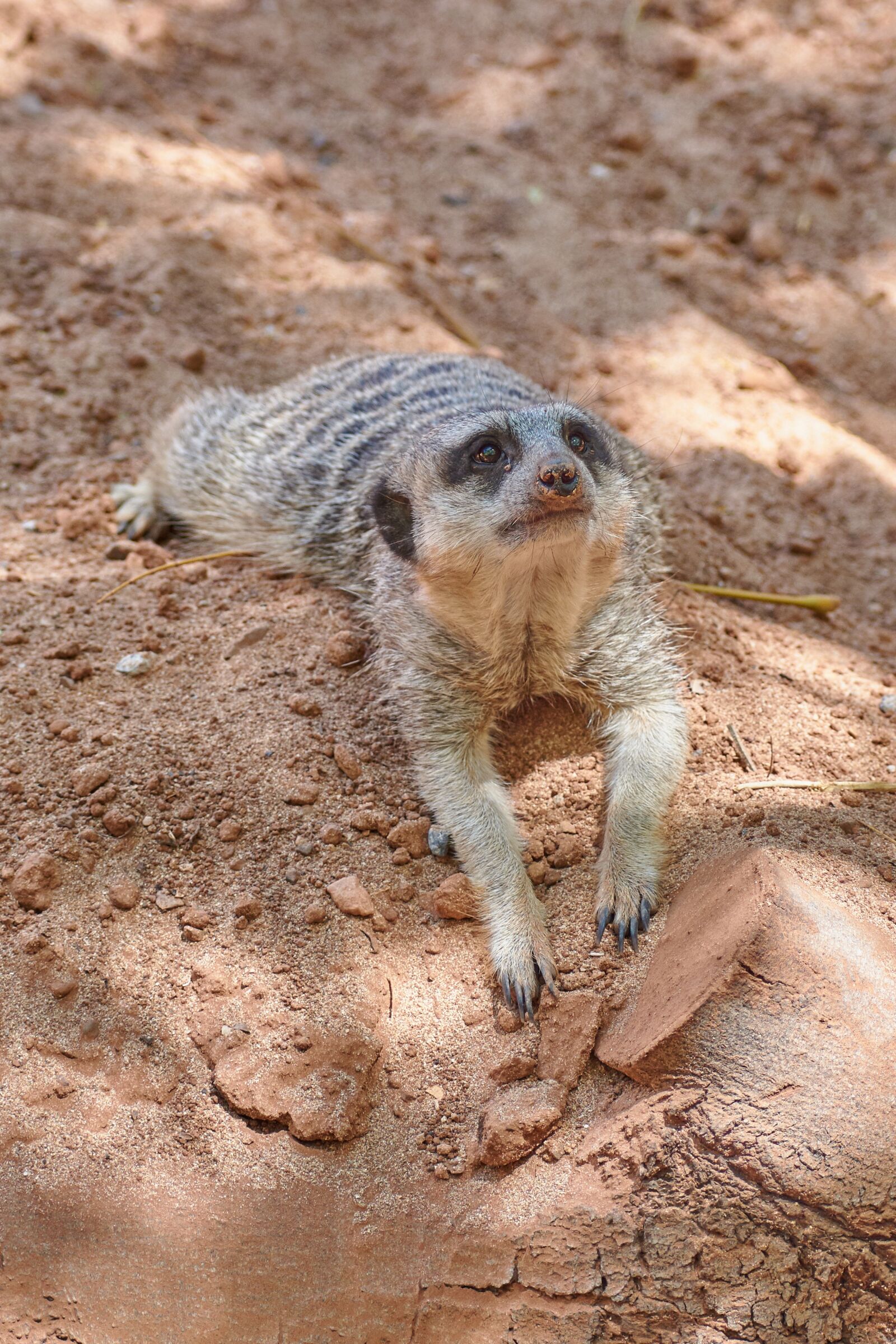 Nikon D7200 sample photo. Meerkat, watch, guard photography