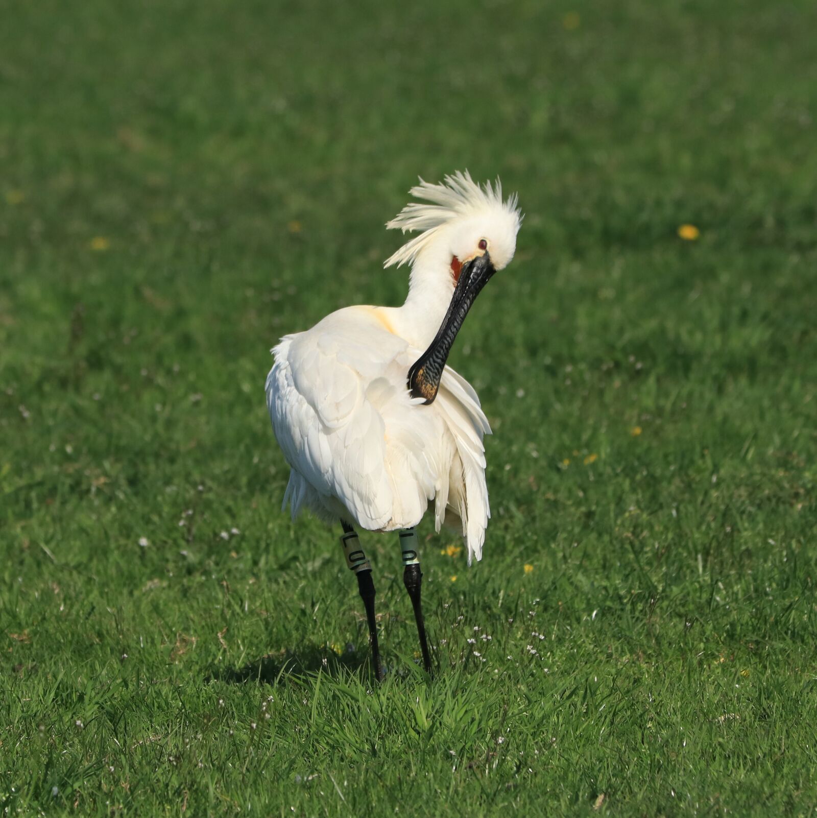 Canon EOS 80D sample photo. Bird, spoonbill, meadow photography