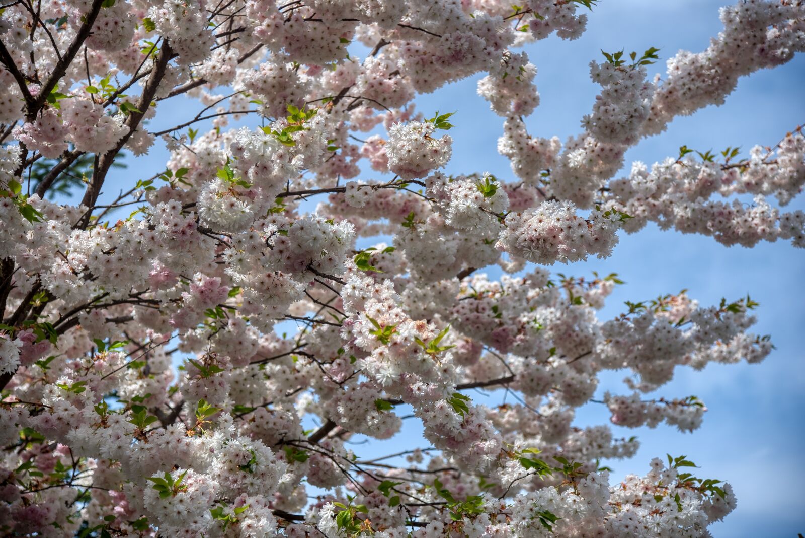 Nikon D750 sample photo. Ornamental cherry, cherry blossom photography