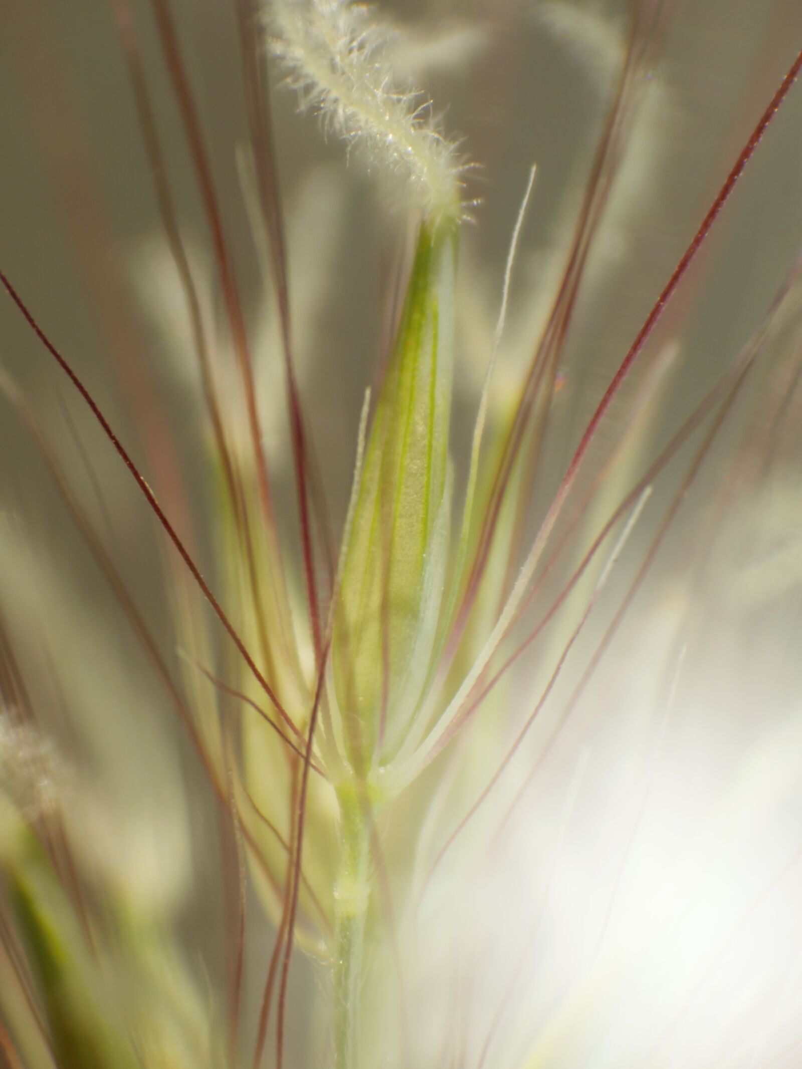 Panasonic Lumix DMC-G7 sample photo. Grass detail, grass blades photography