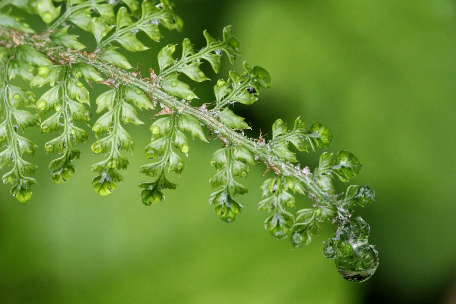 Canon EF 180mm F3.5L Macro USM sample photo. Fern, raindrop, green photography