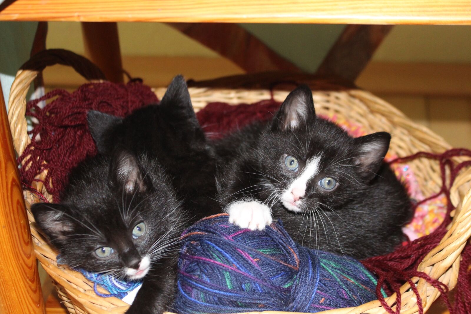 Canon EOS 700D (EOS Rebel T5i / EOS Kiss X7i) sample photo. Cat, baby, wool photography