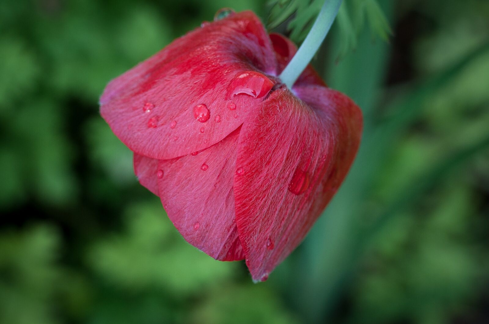 Nikon D90 sample photo. Poppy, poppy flower, red photography