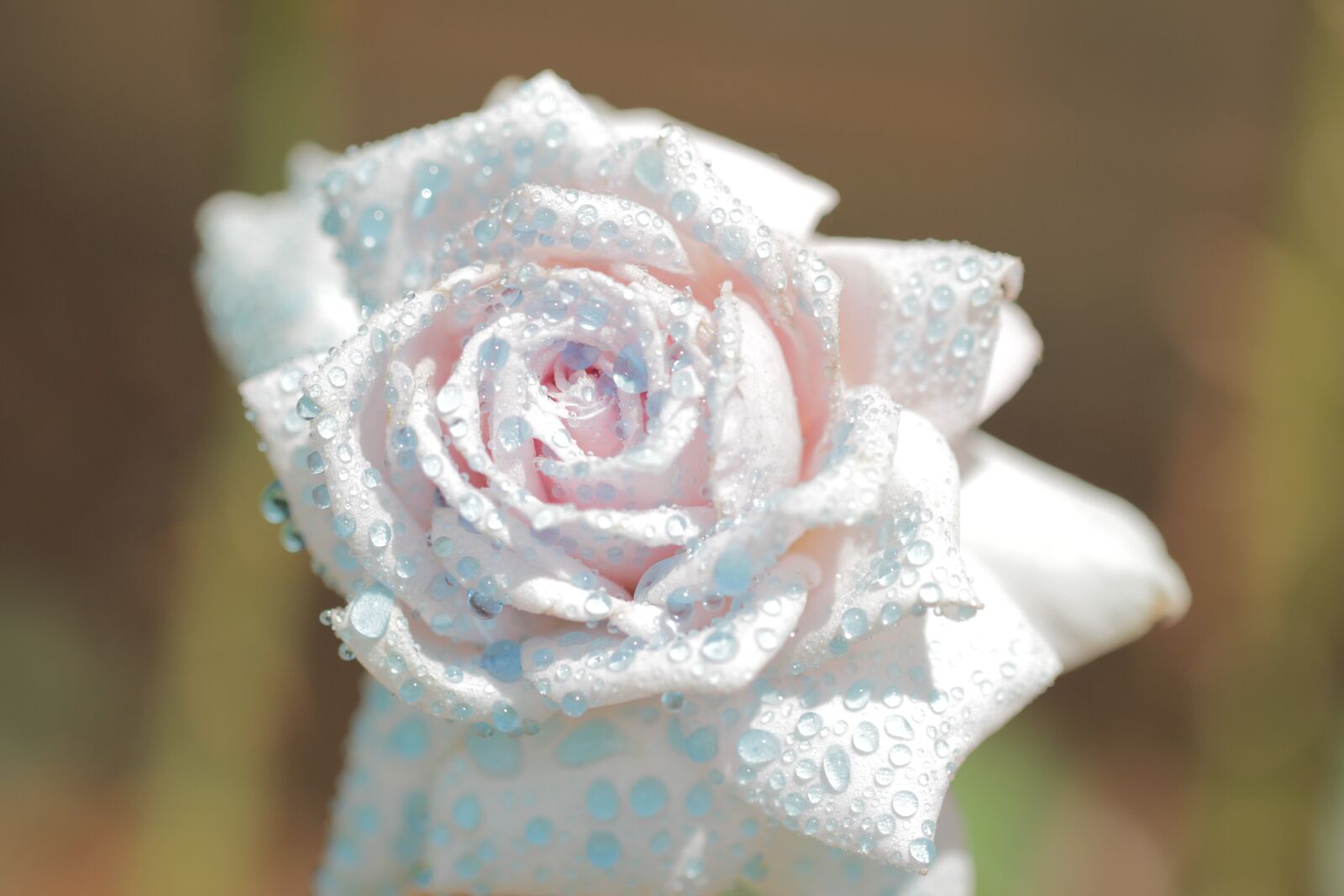 Canon EOS 550D (EOS Rebel T2i / EOS Kiss X4) sample photo. Macro, up close, rose photography