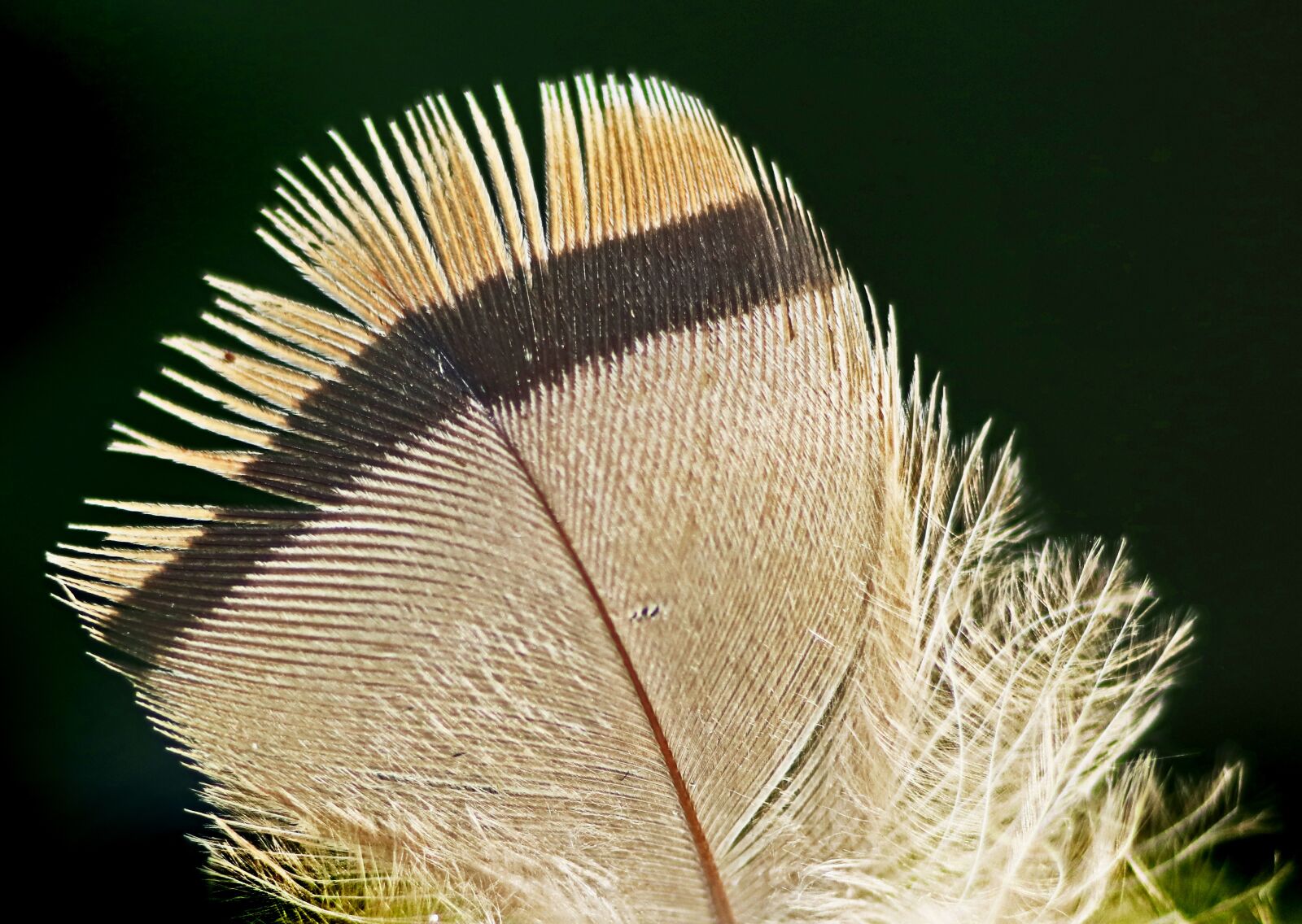 Tamron SP 90mm F2.8 Di VC USD 1:1 Macro sample photo. Feather, bird, striped photography