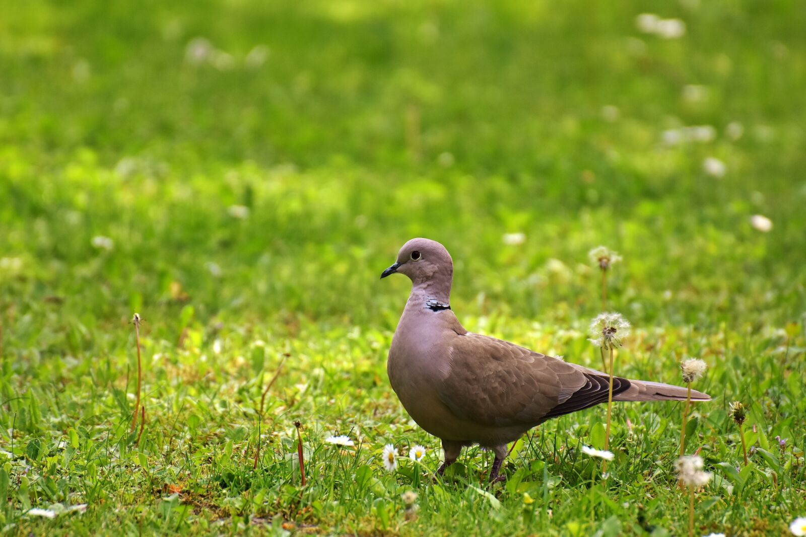 Nikon D7200 sample photo. Dove, meadow, collared photography