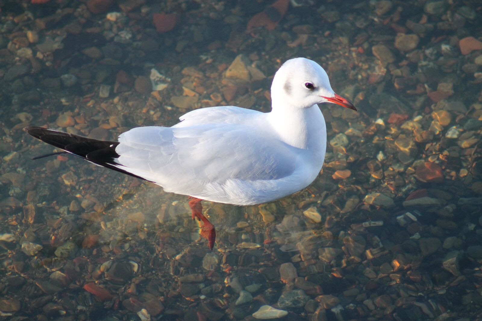 Canon EF75-300mm f/4-5.6 sample photo. Seagull, bird, animals photography
