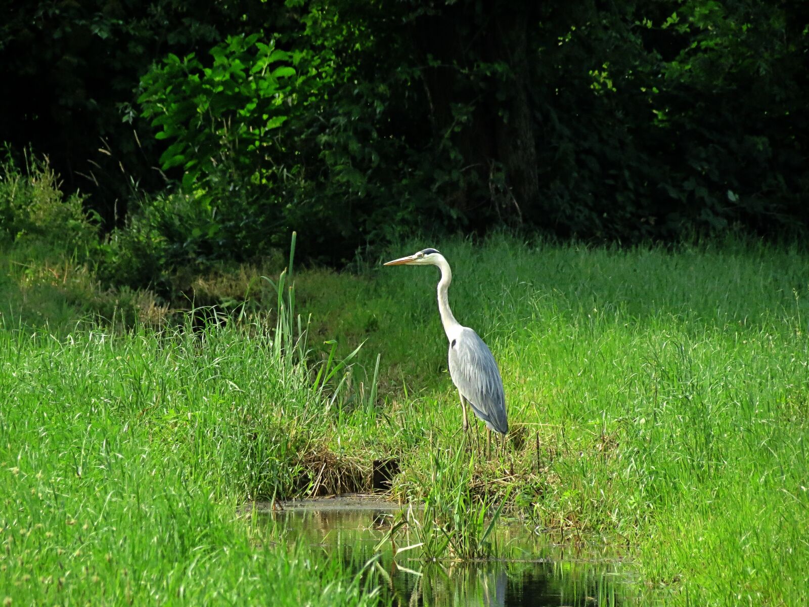 4.3 - 150.5 mm sample photo. Heron, environment, water photography