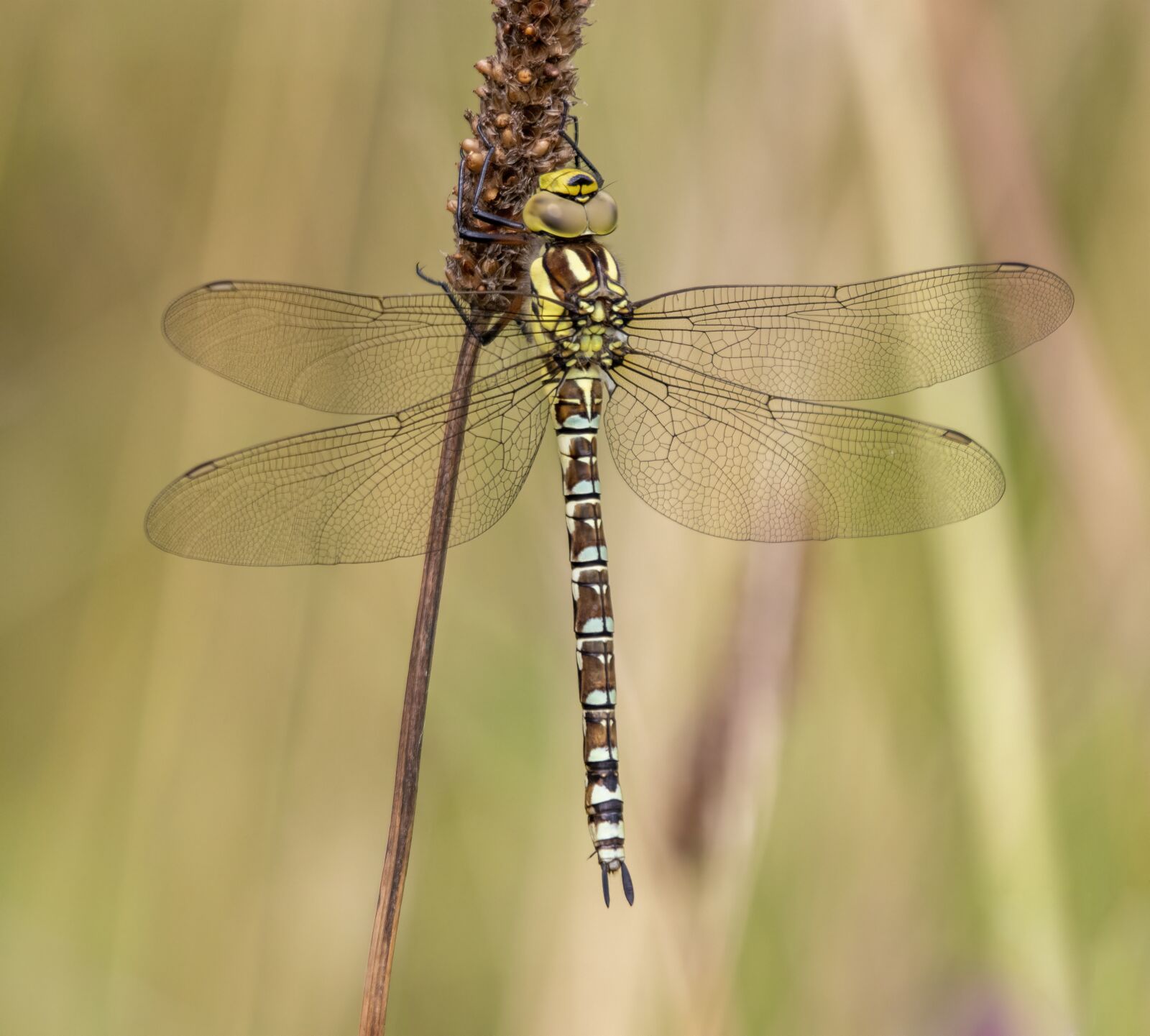 Sigma 100-400mm F5-6.3 DG OS HSM sample photo. Southern-hawker, dragonfly, nature photography