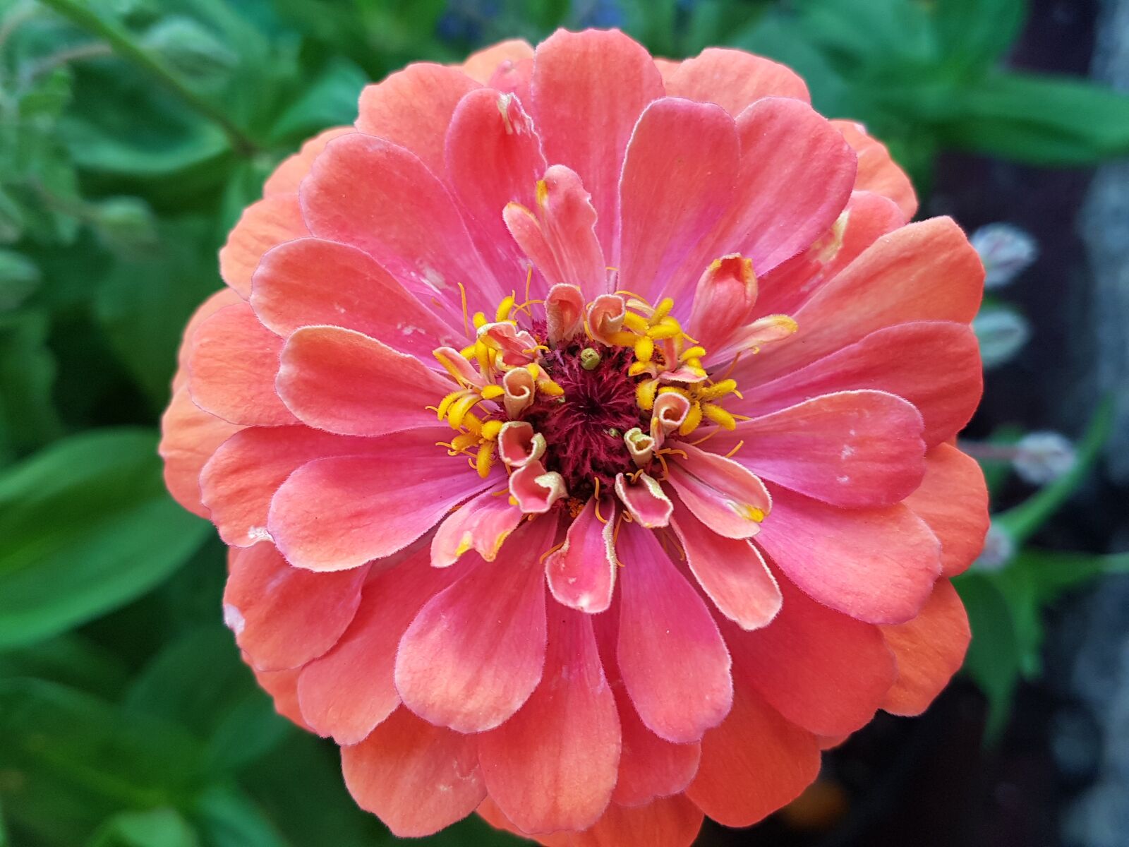 Samsung Galaxy S7 Edge sample photo. Flower, bloom, zinnia photography