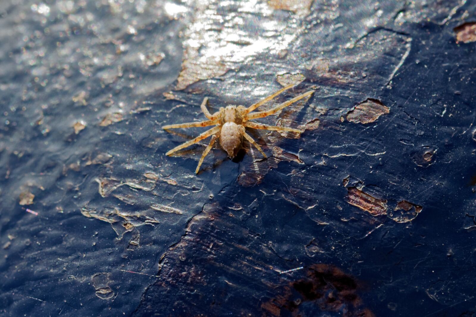 Nikon D5100 sample photo. Spider, small, tiny photography