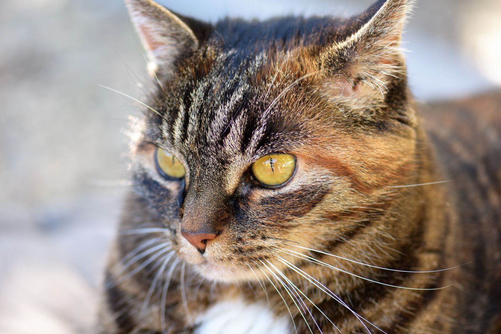 Nikon D5500 sample photo. Cat, mackerel, pet photography