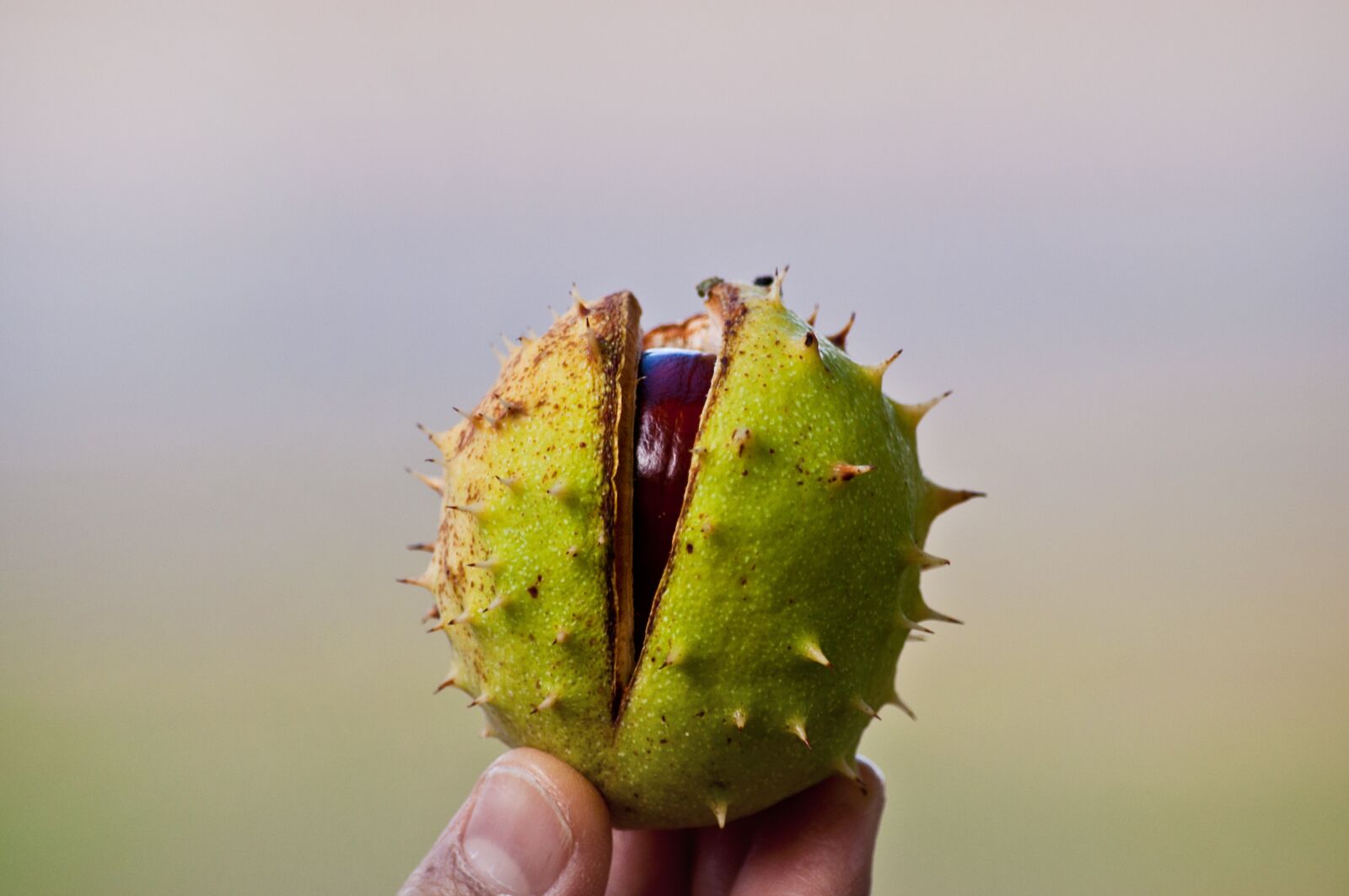 Nikon D90 sample photo. Chestnut, close up, chestnut photography