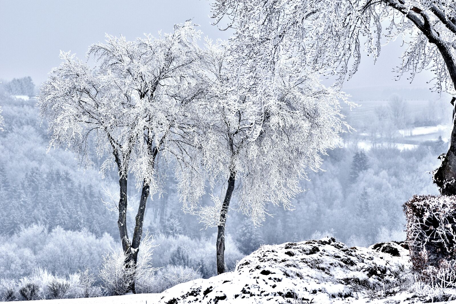 Nikon D5600 sample photo. Snow, landscape, trees photography