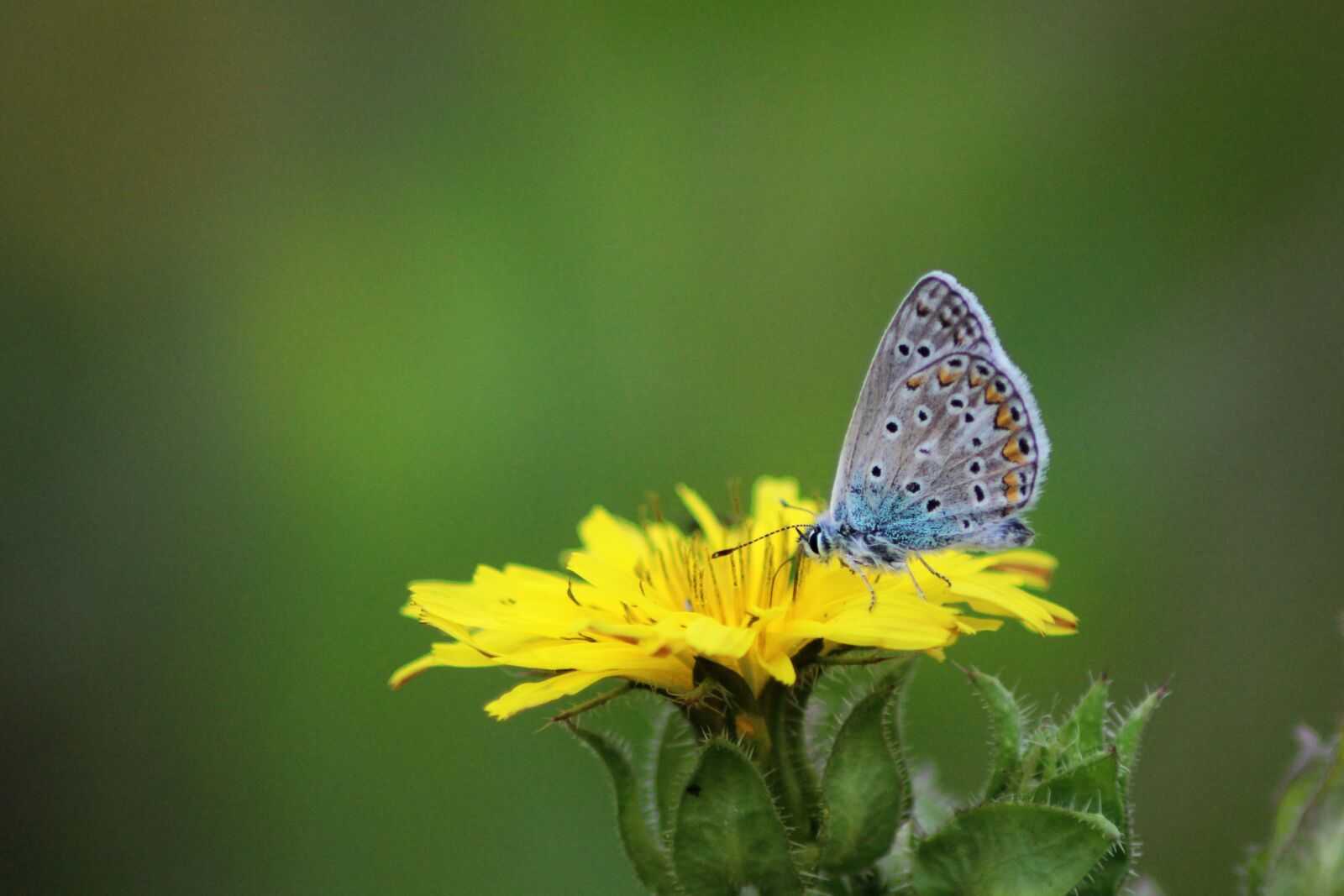 Canon EOS 600D (Rebel EOS T3i / EOS Kiss X5) sample photo. Insect, insects, butterfly photography