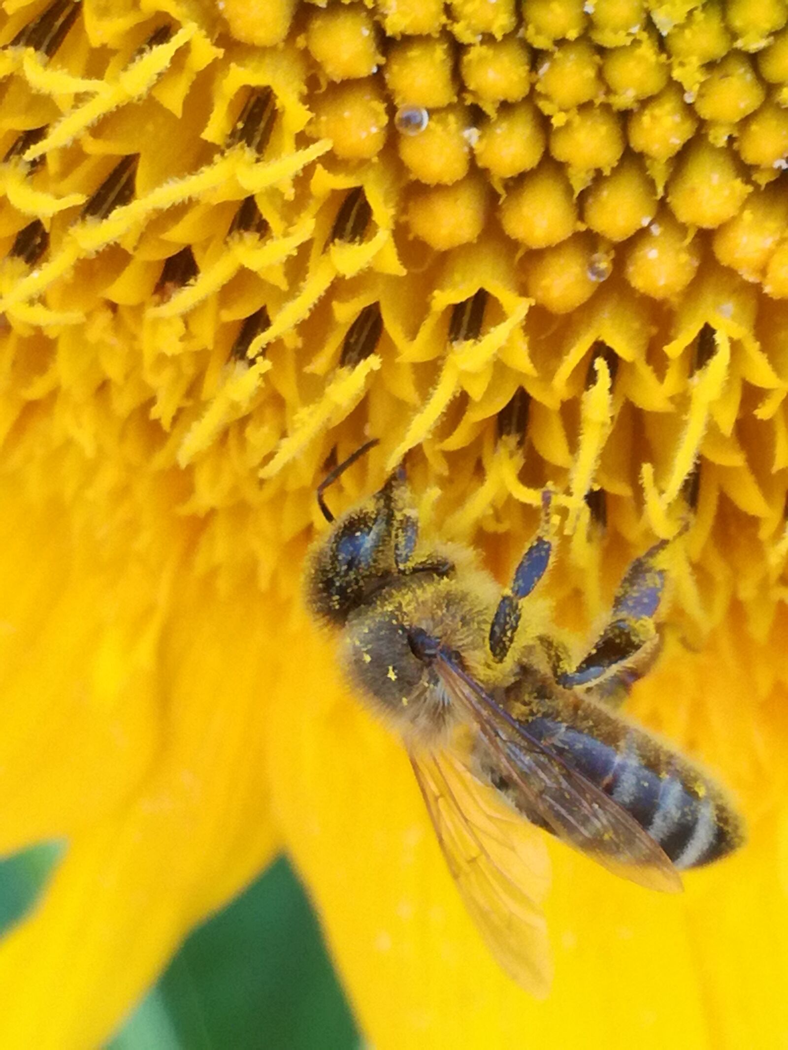 HUAWEI P9 LITE sample photo. Bee, summer, sunflower photography