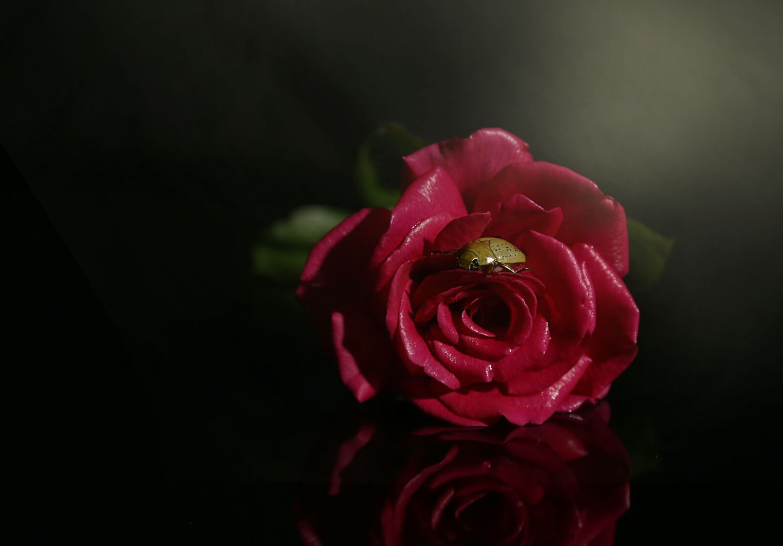Canon EOS 6D + Canon EF 24-105mm F4L IS USM sample photo. Rose, beetle, beautiful photography