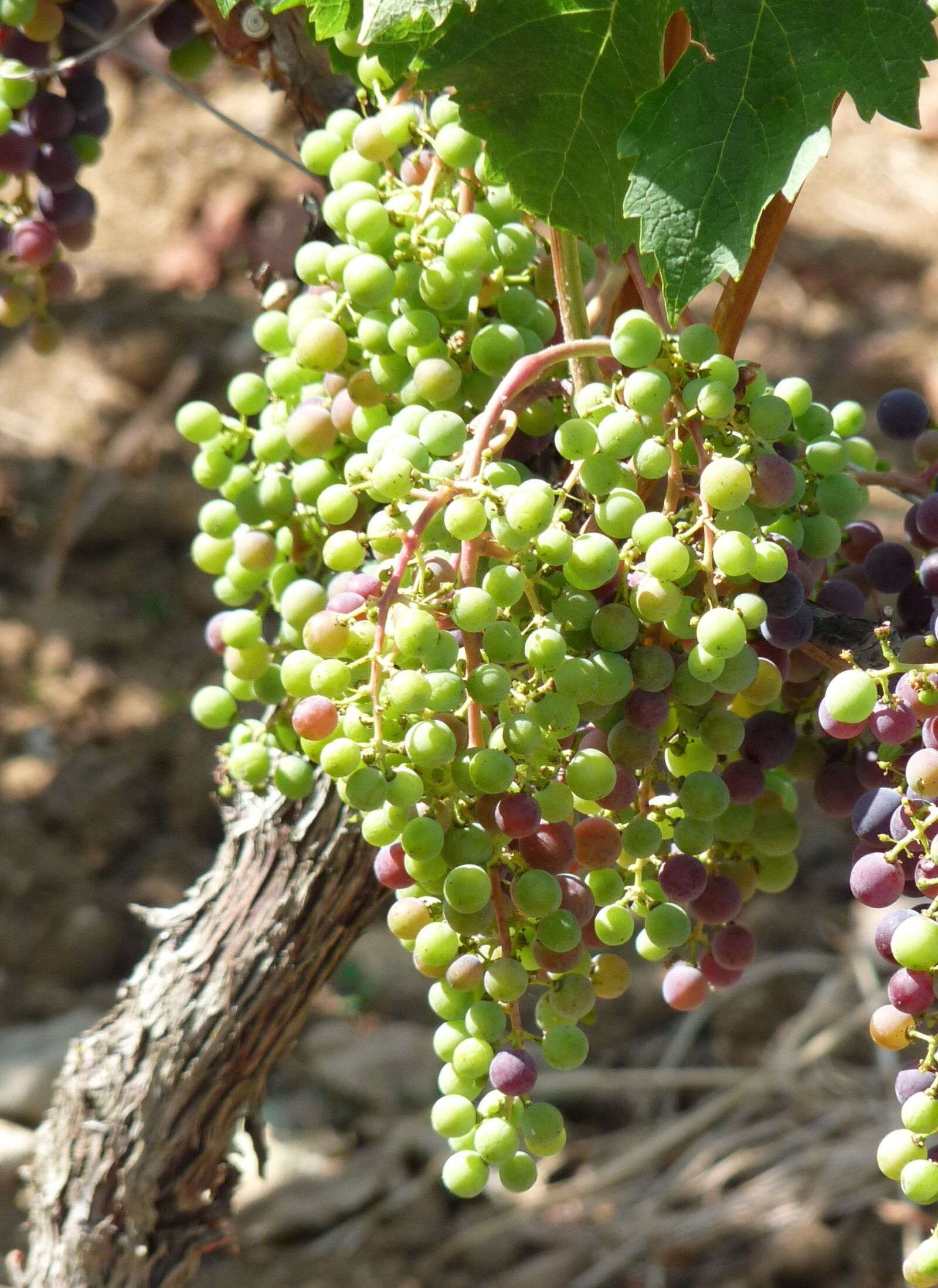 Panasonic Lumix DMC-FZ28 sample photo. Wine, grapes, vine photography
