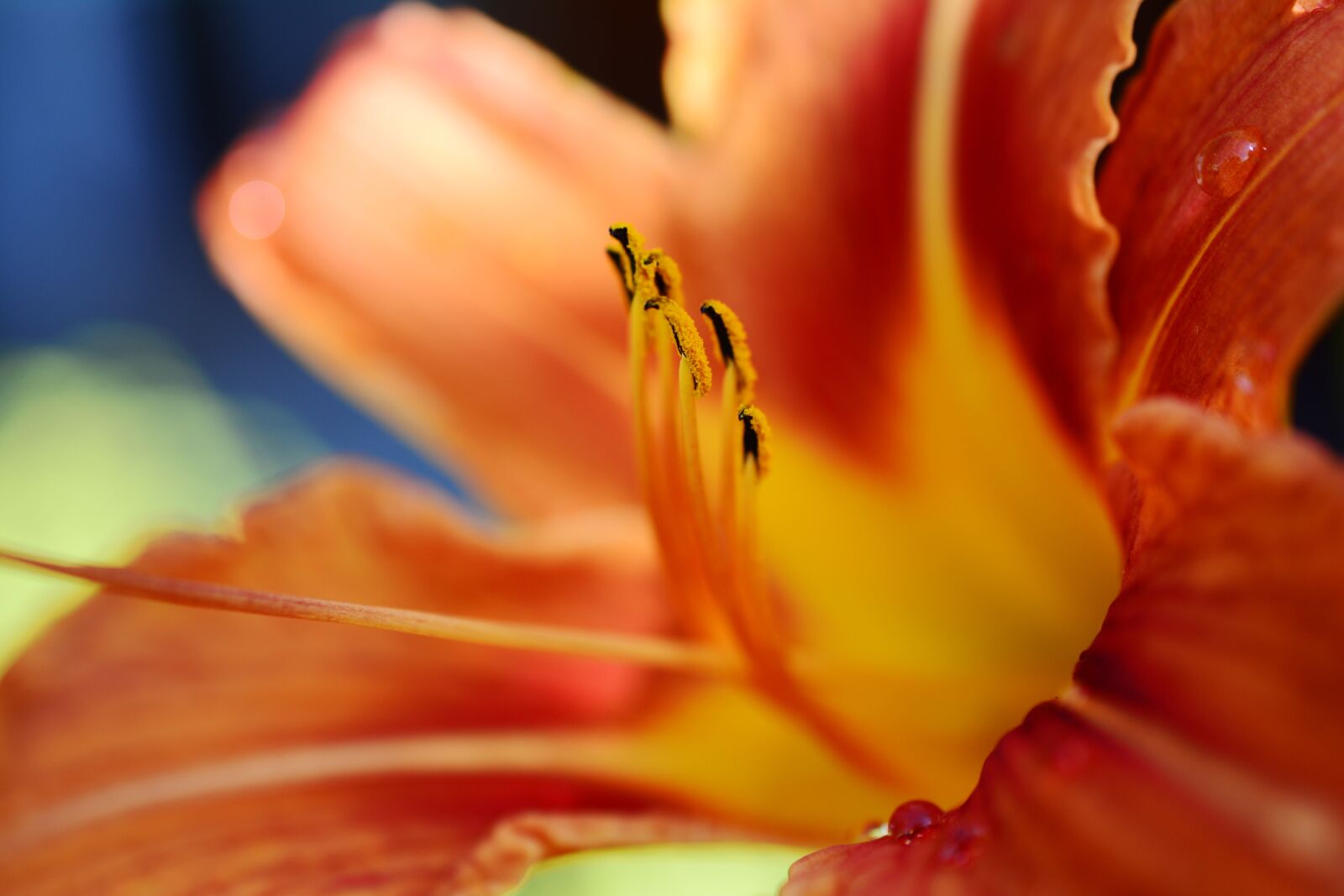 Nikon D5200 sample photo. Feuerlilie, garden lily, lily photography