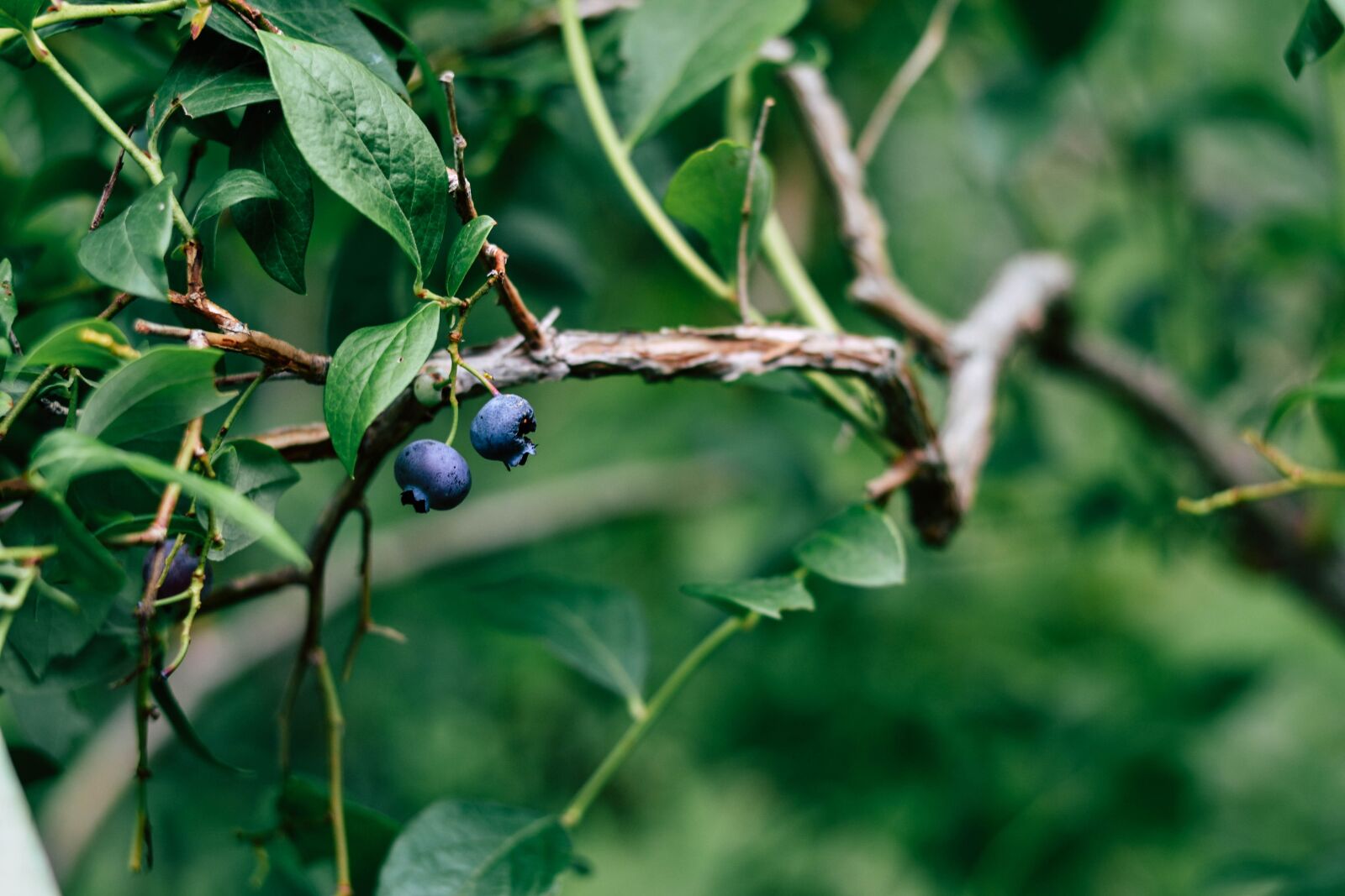 Nikon D3100 sample photo. Blueberry bush, blueberries, fruits photography