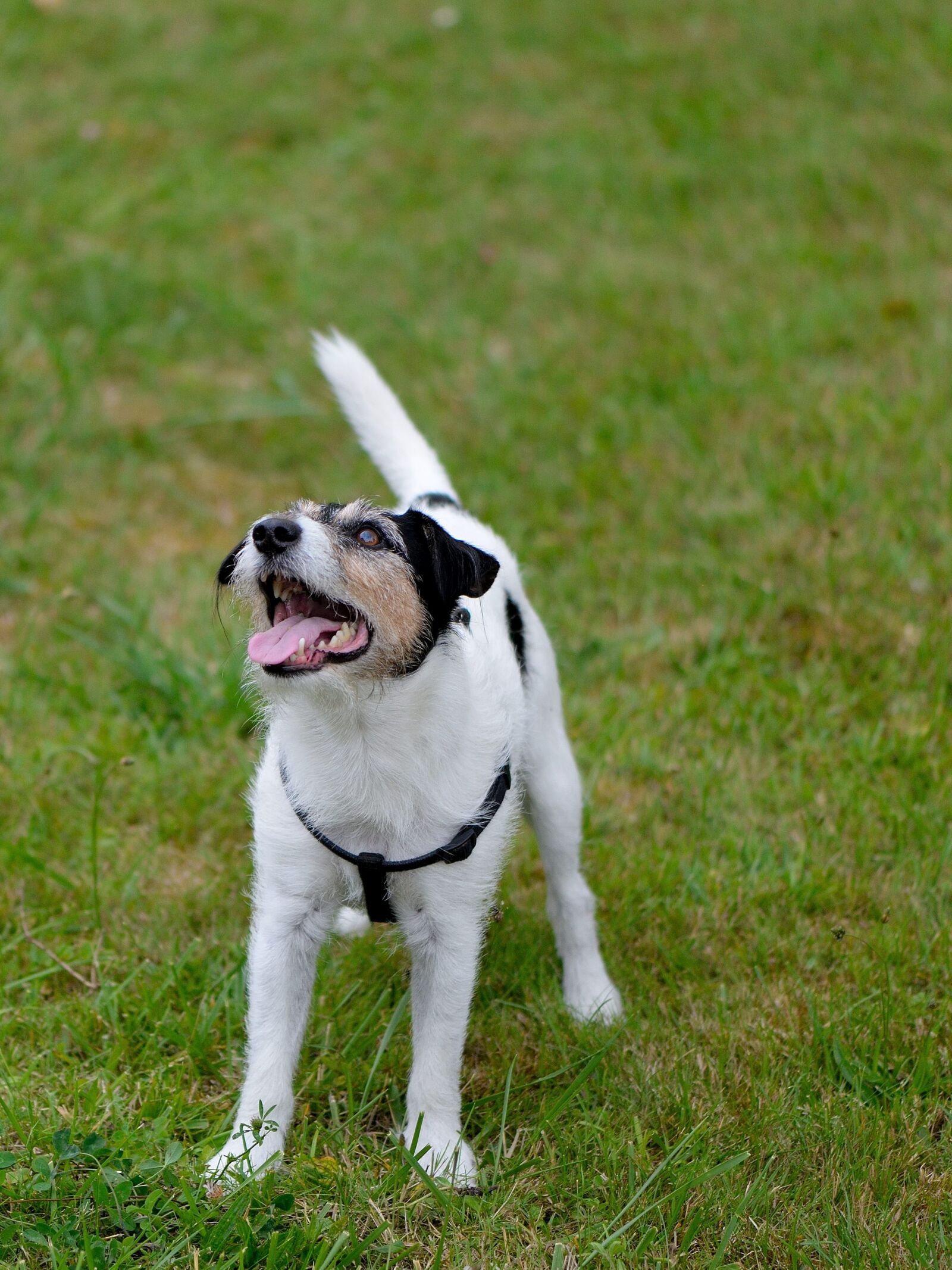 Nikon D610 sample photo. Pet, mischlingsruede, expectant photography