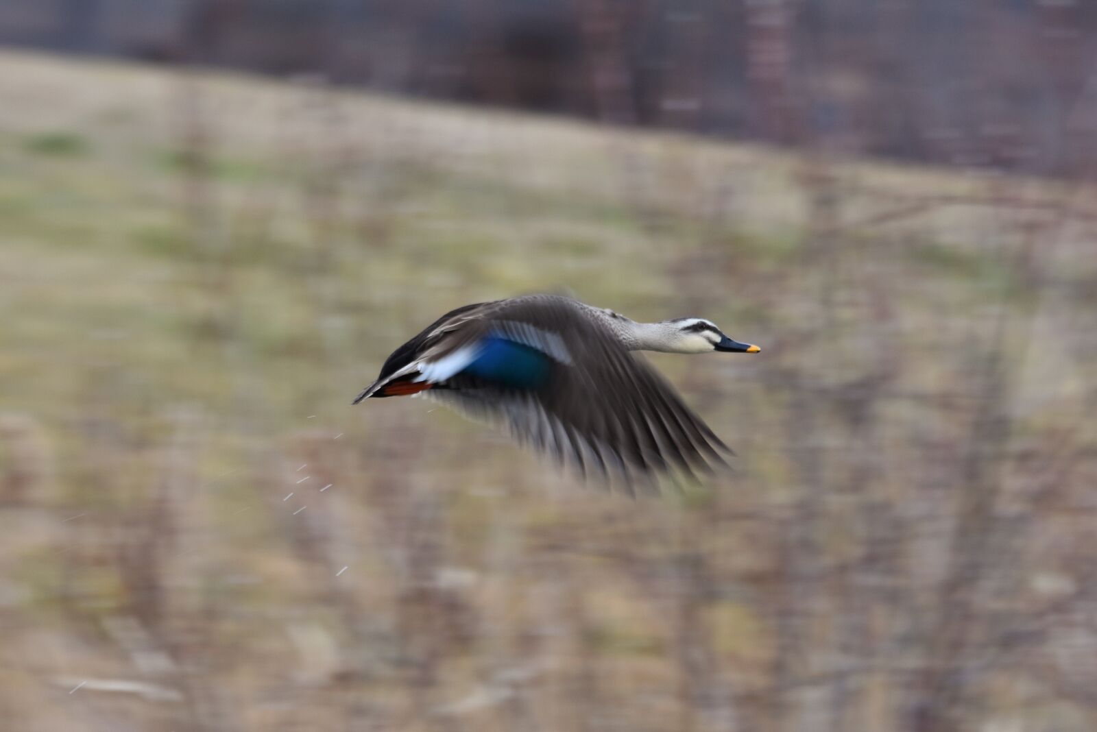 Nikon D7200 sample photo. Animal, river, waterside photography