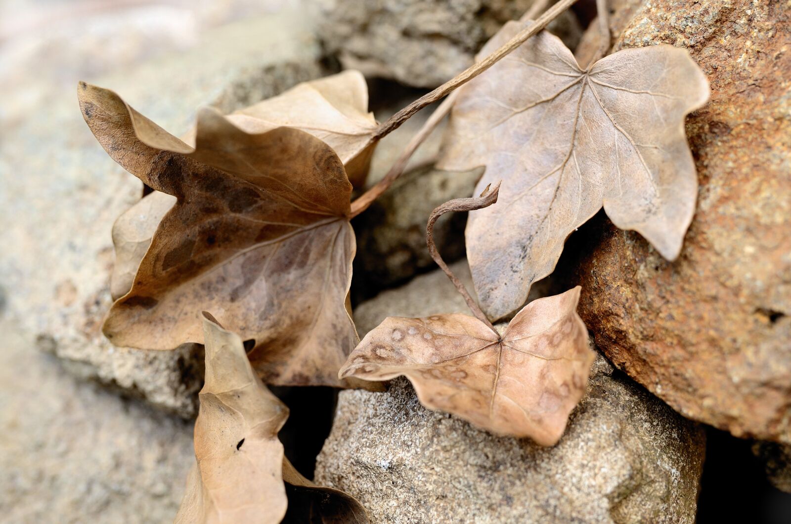 Nikon D610 sample photo. Leaves, ivy, dry leaves photography