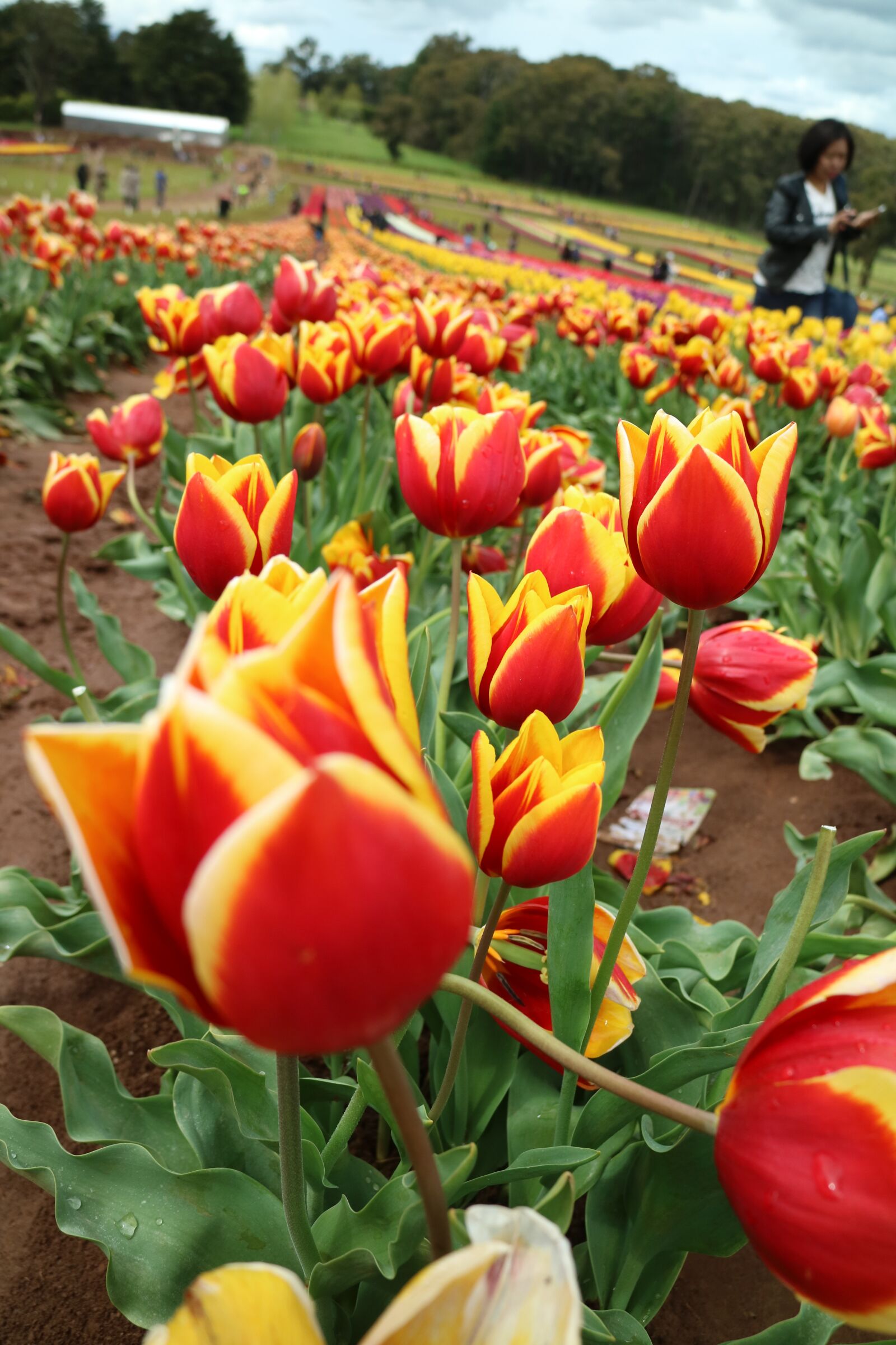 Canon EOS M3 sample photo. Tulip, flower, red photography
