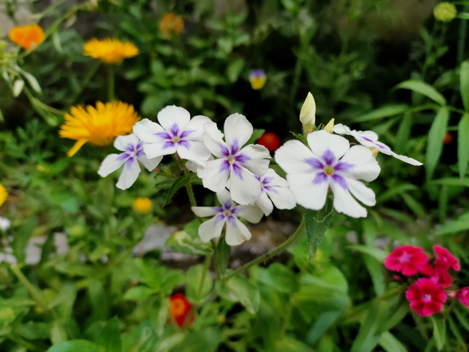 Realme 5 PRO sample photo. White, purple flower, garden photography