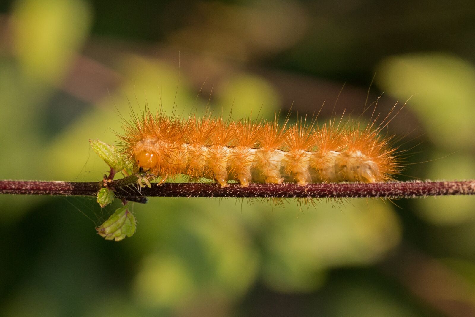 Canon EF 100mm F2.8L Macro IS USM sample photo. Caterpillar, hairy, hair photography