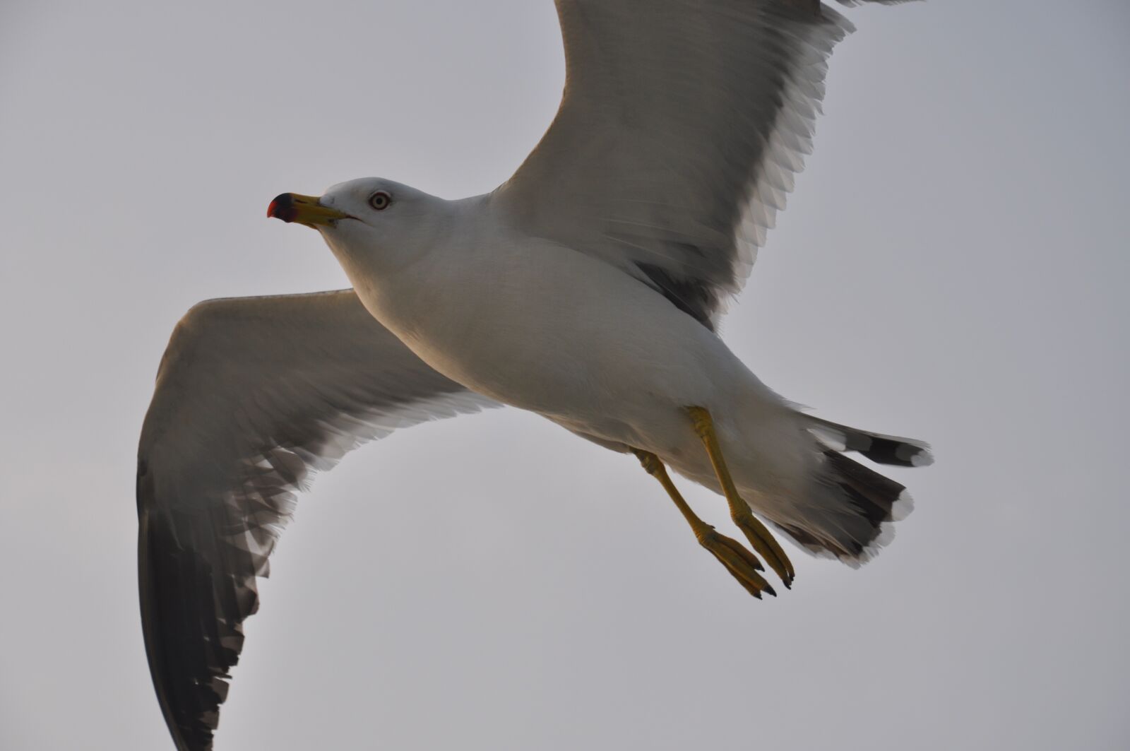 Nikon D5000 sample photo. Bird, wildlife, flight photography