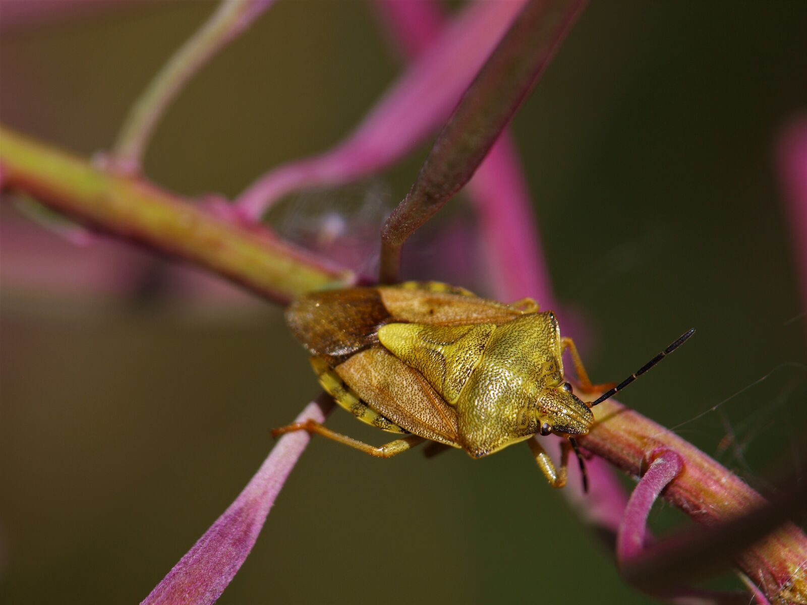Olympus E-420 (EVOLT E-420) sample photo. Bug, insect, macro photography