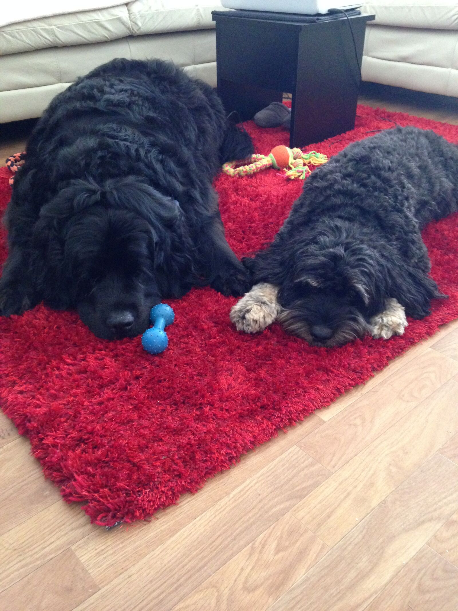 iPhone 5 back camera 4.12mm f/2.4 sample photo. Sproodle, newfoundland, dogs photography