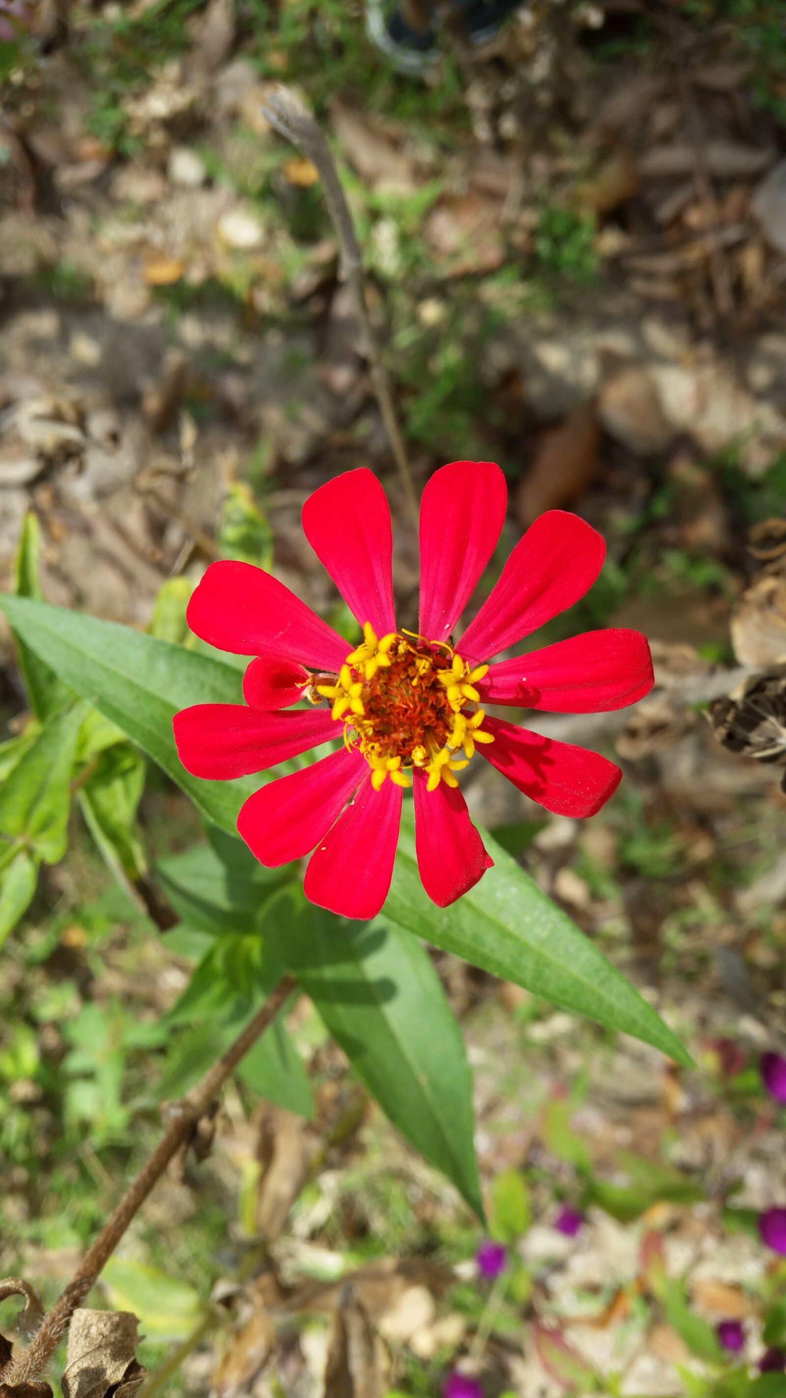 Samsung Galaxy S5 sample photo. Flower, flowers, red flowers photography