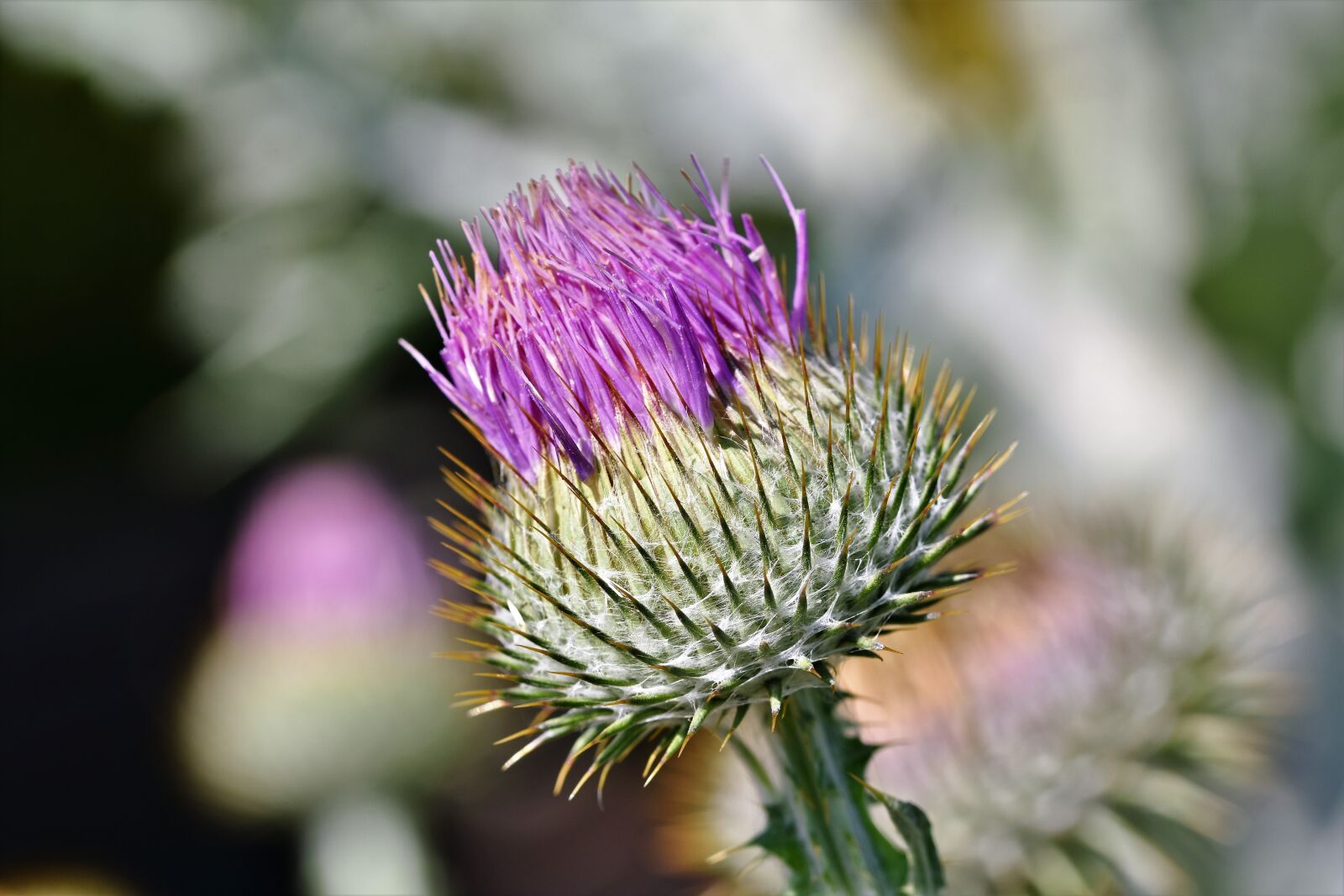 Nikon D7200 sample photo. Thistle, common donkey thistle photography