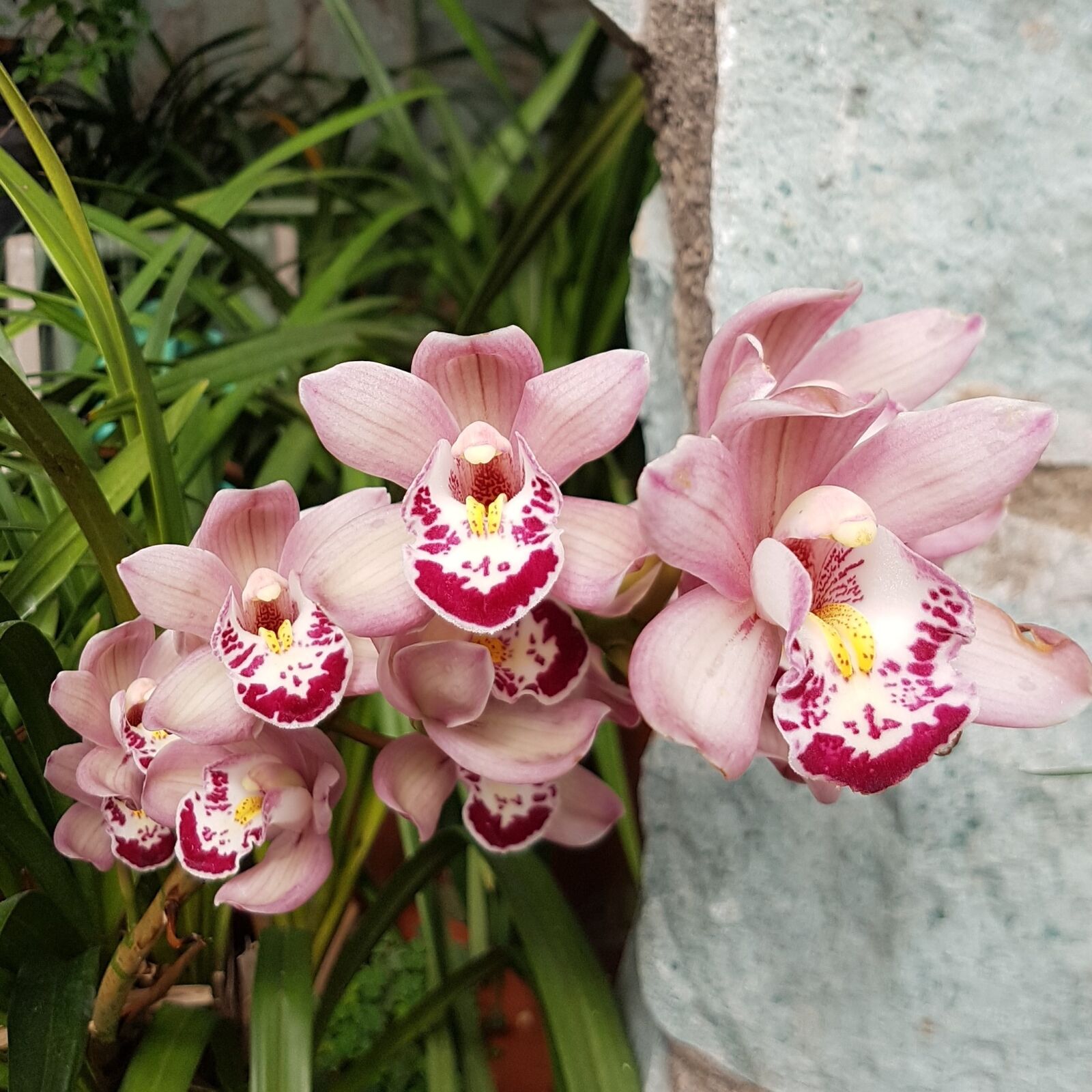 Samsung Galaxy S7 Edge sample photo. Flower, orchid, nature photography