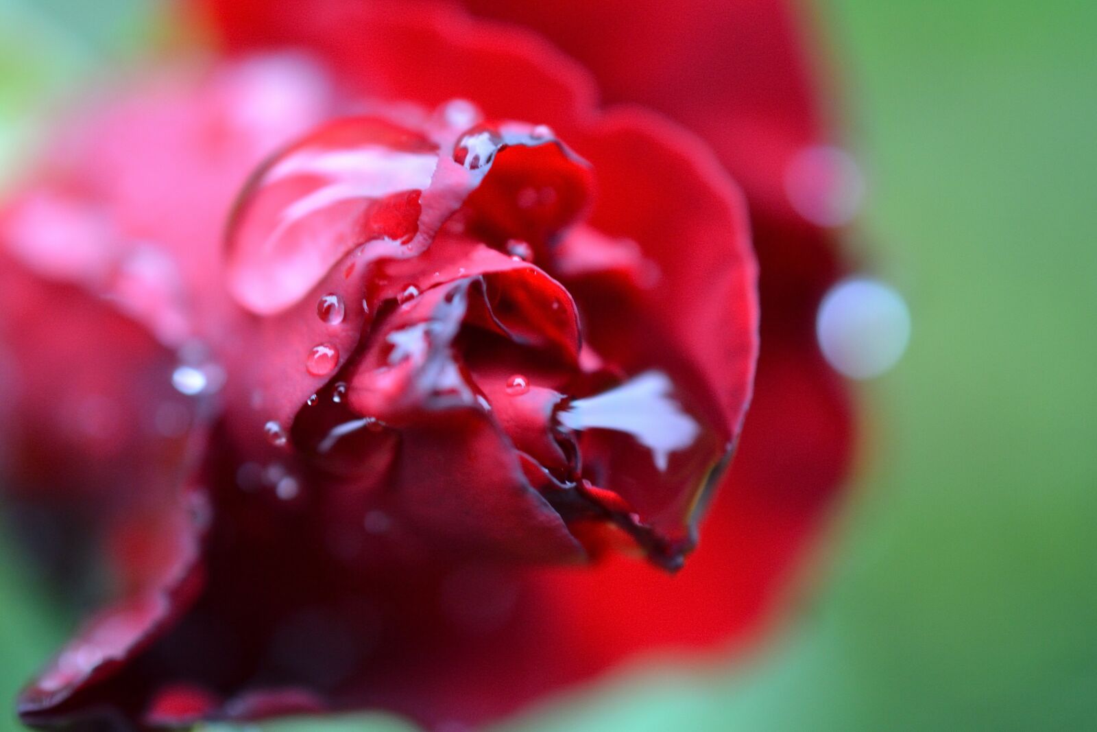 Nikon D3100 sample photo. Rose, nature, flora photography